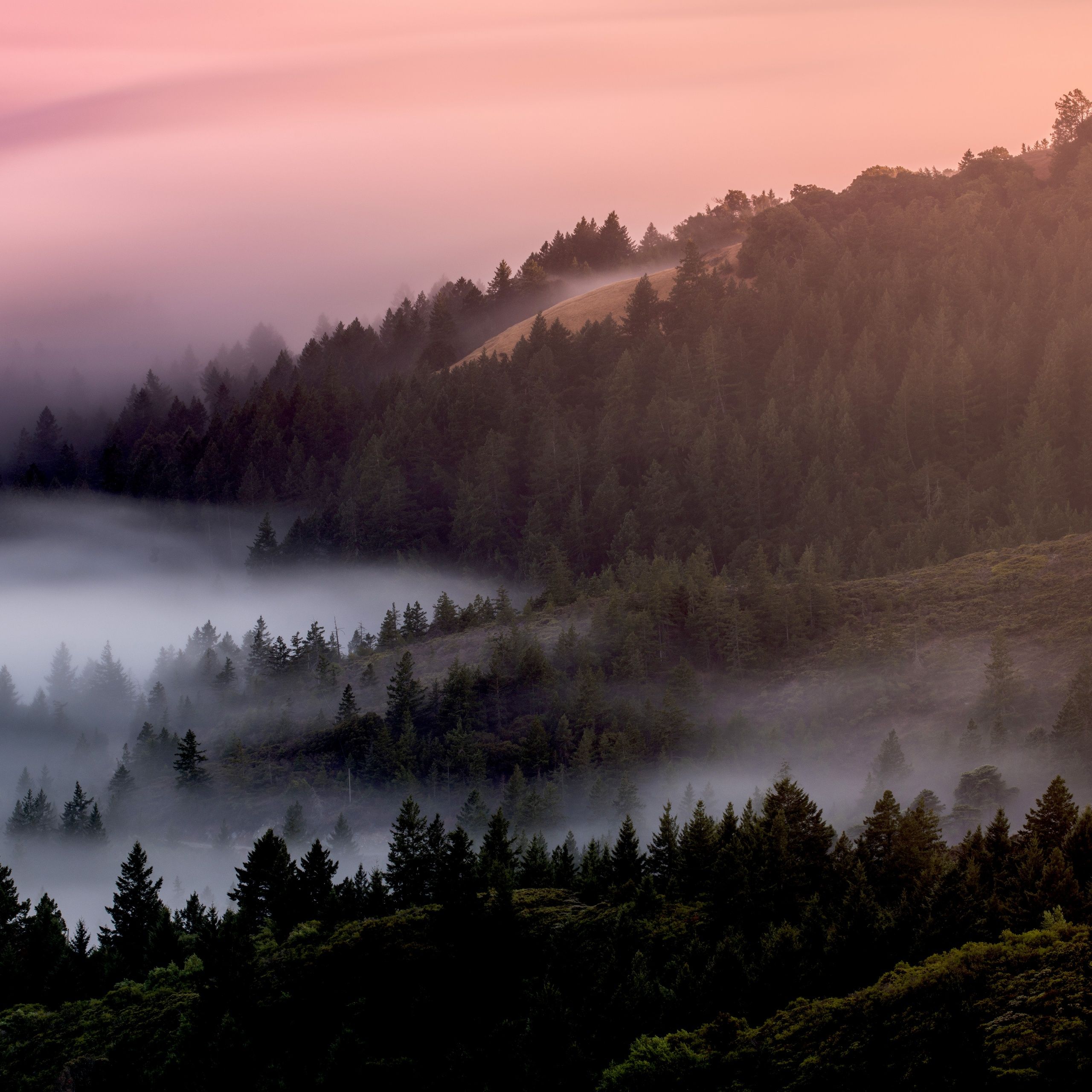 2560x2560 Forest Wallpaper 4K, Foggy, Mist, Pine trees