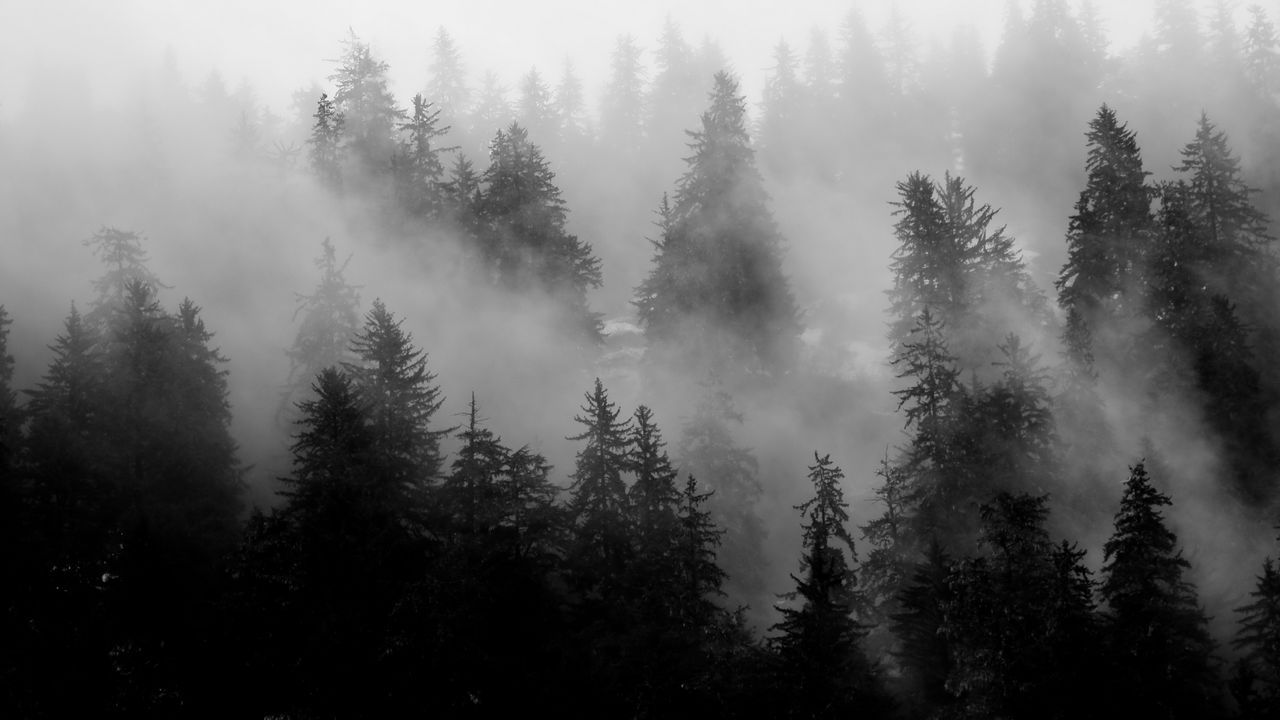 1280x720 Wallpaper trees, fog, forest, nature, black and white hd, picture, image