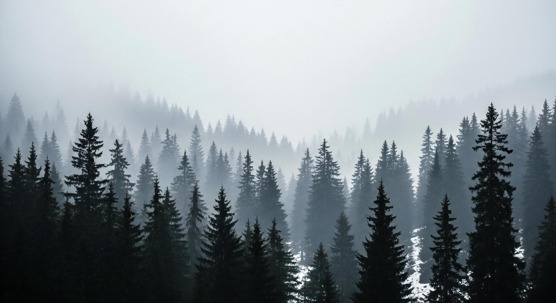 1797x980 Nature background, Nature wallpaper, Dense evergreen forest with tall fir trees shrouded in atmospheric fog and mist