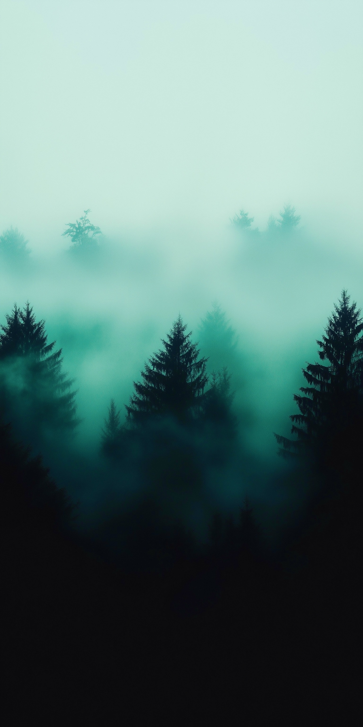 1200x2400 Pine Trees On A Foggy Misty Morning