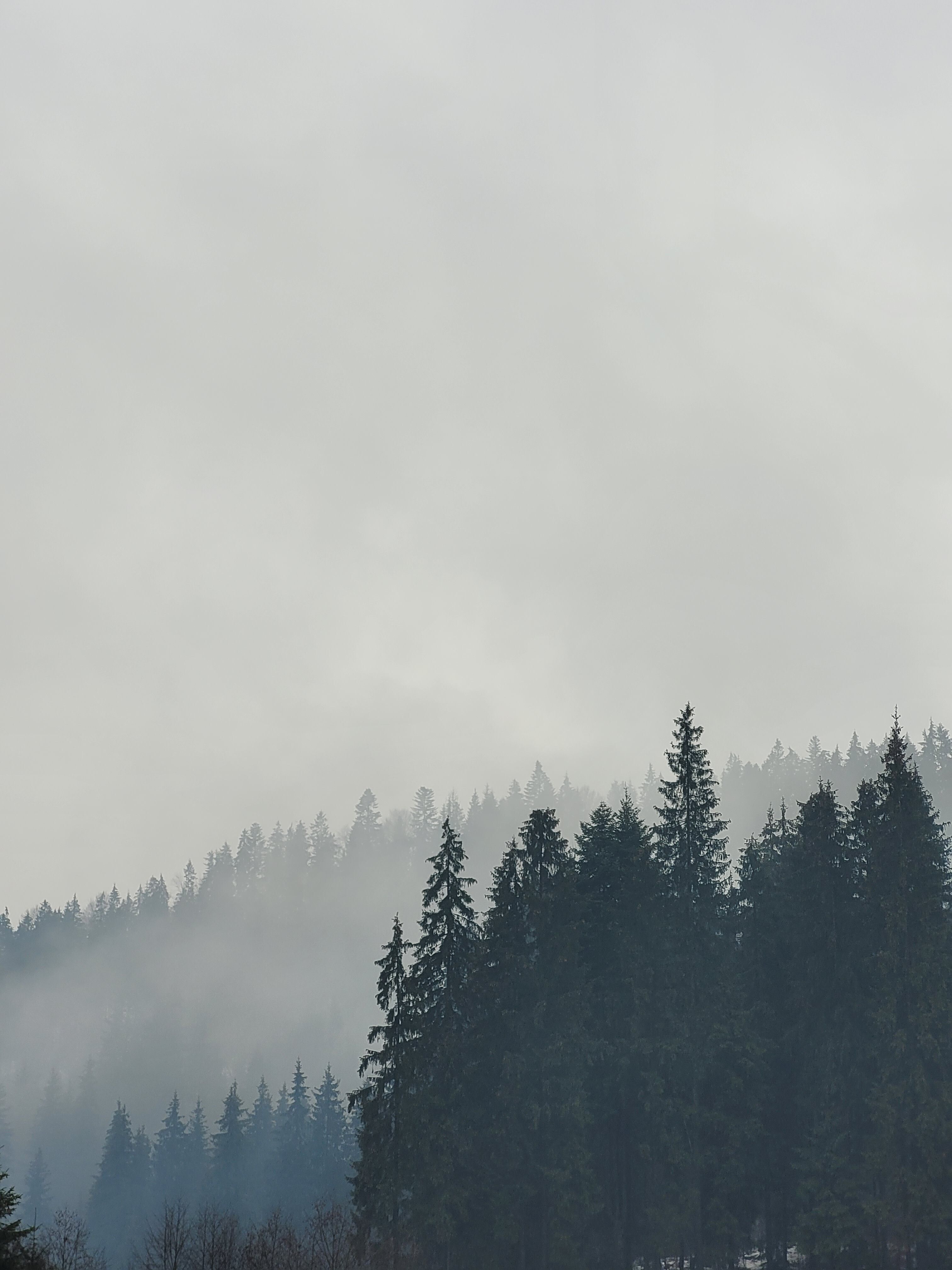 3024x4032 Misty Trees Photo, Download The BEST Free Misty Trees & HD Image