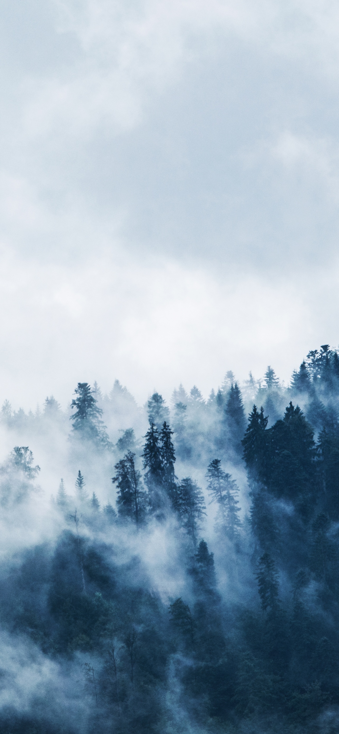 1284x2778 Foggy Pine Trees Forest
