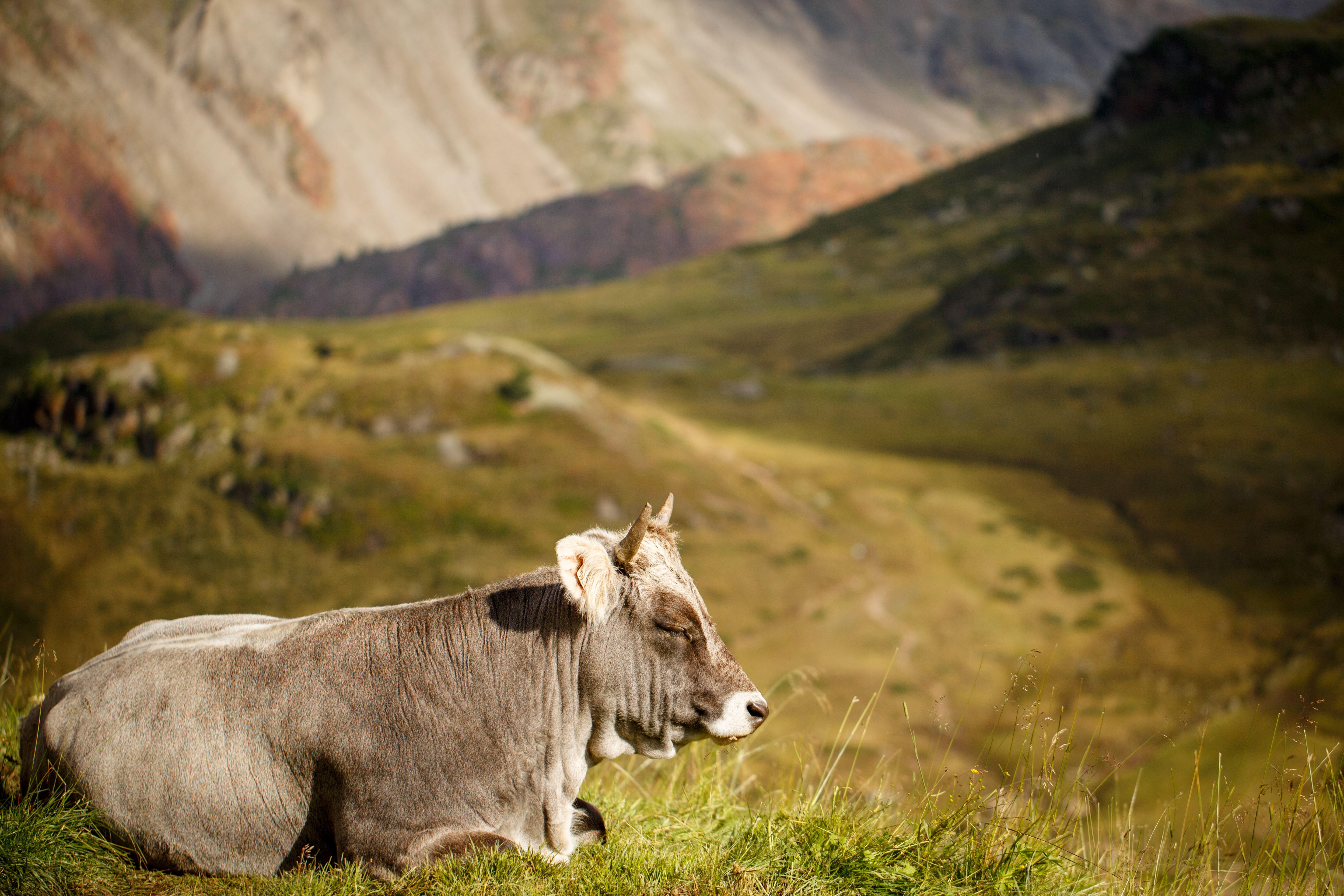 5760x3840 Cows 4K wallpaper for your desktop or mobile screen free and easy
