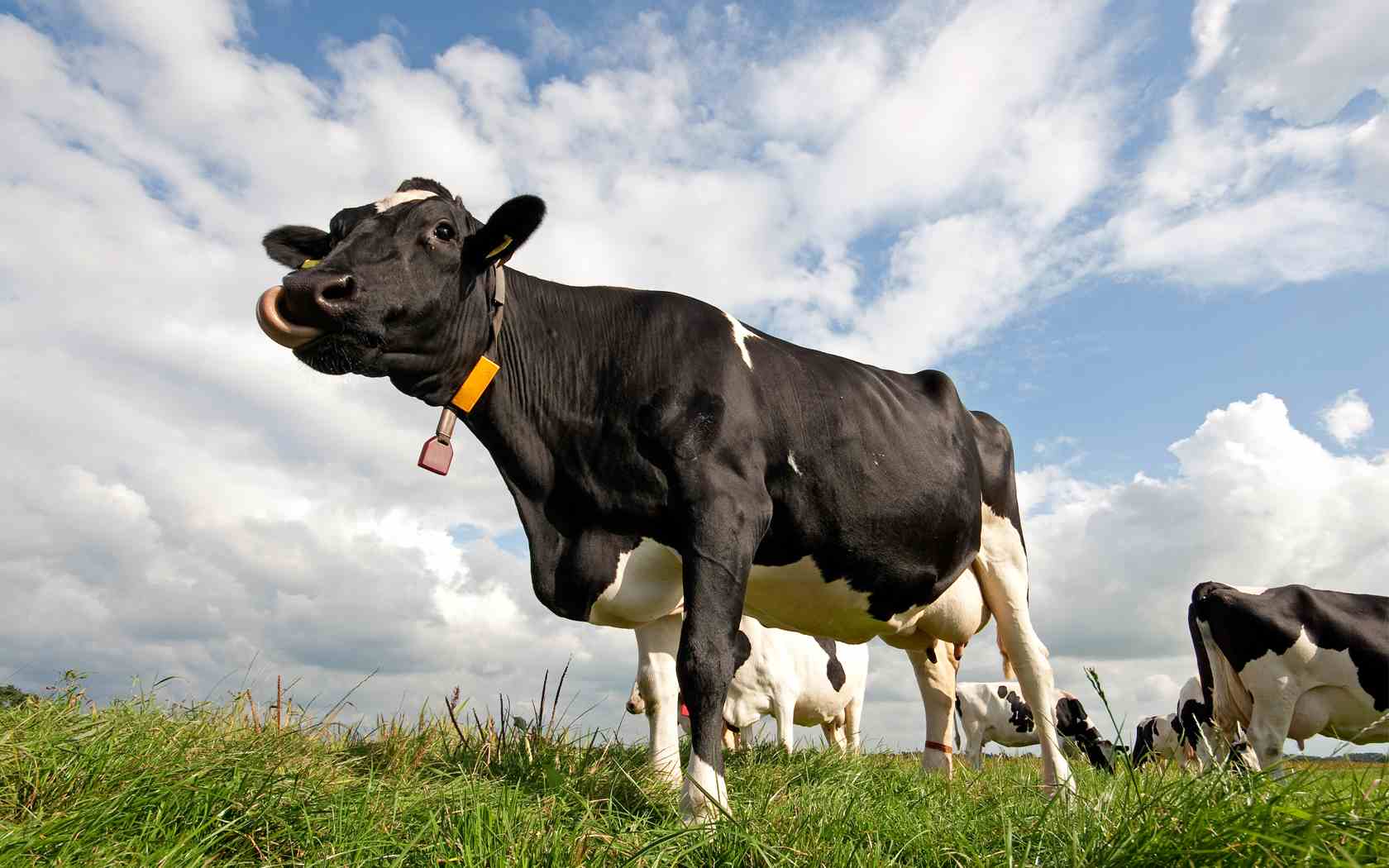 1680x1050 Cows Wallpaper