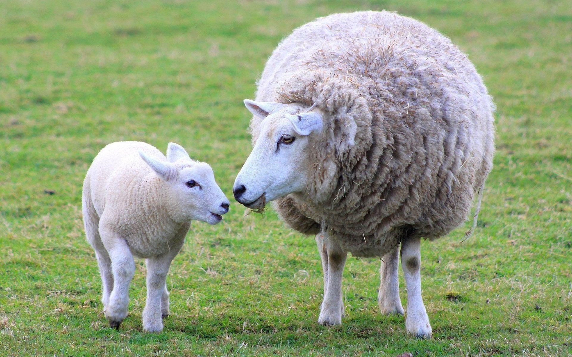 1920x1200 Adorable Lamb Wallpaper
