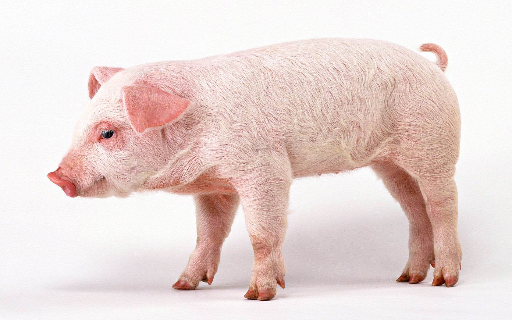 1680x1050 HD Pig Wallpaper
