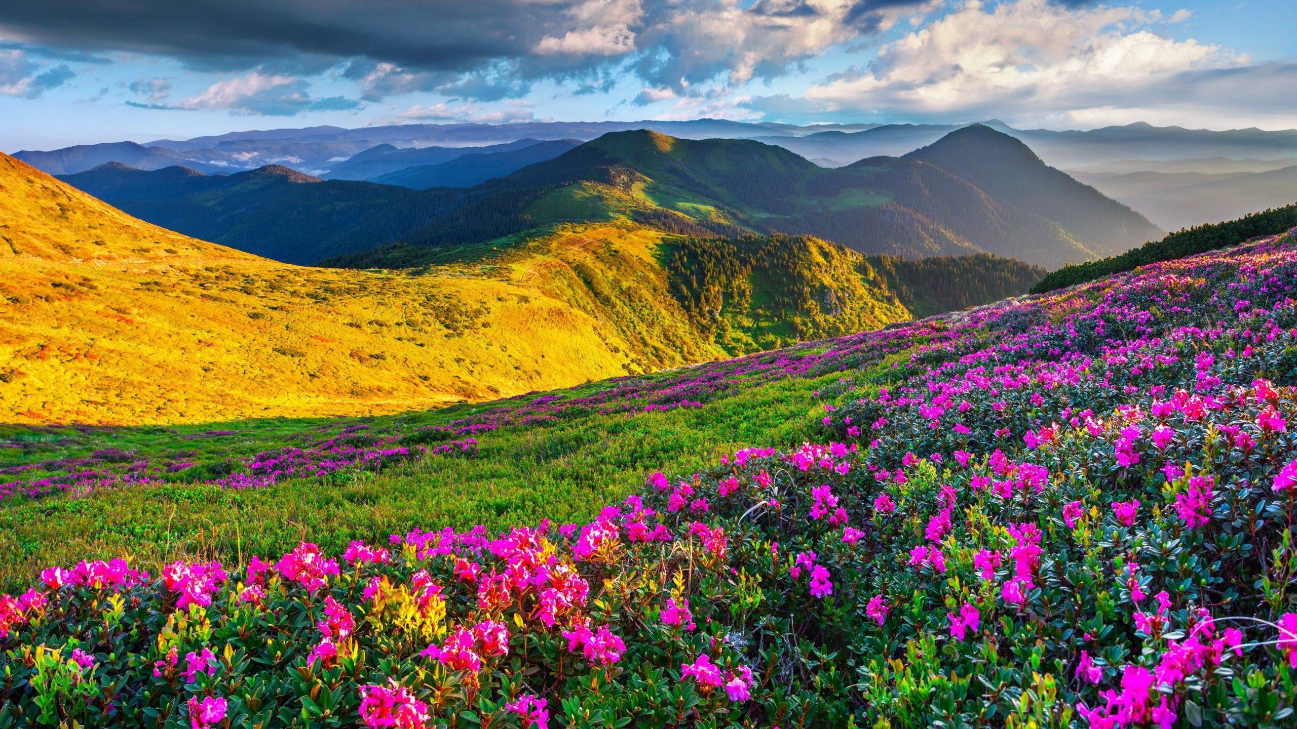 2560x1440 Wallpaper Slovenia, 4k, 5k wallpaper, Alps, meadows, azalea