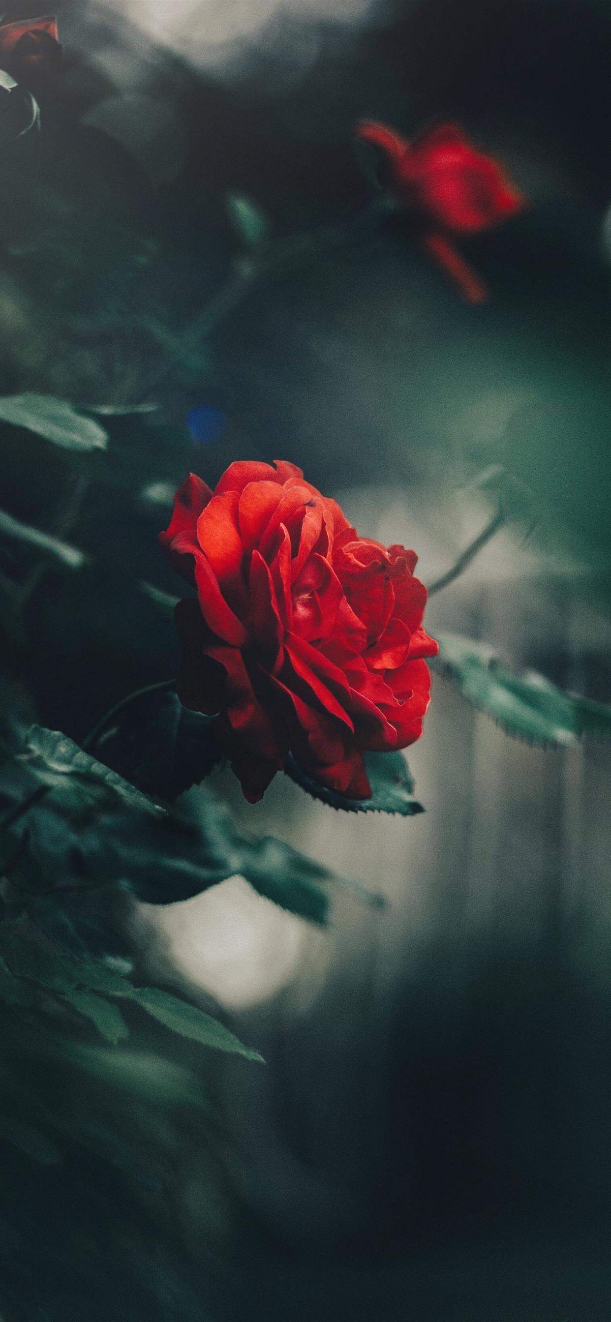 1242x2688 Serbia iPhone X Wallpaper Free Download