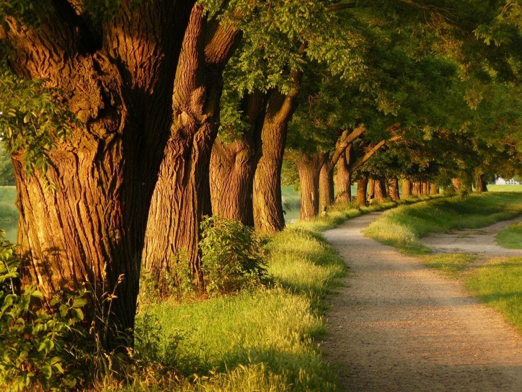 Beautiful Trees Wallpapers - Top Free Beautiful Trees Backgrounds -  WallpaperAccess