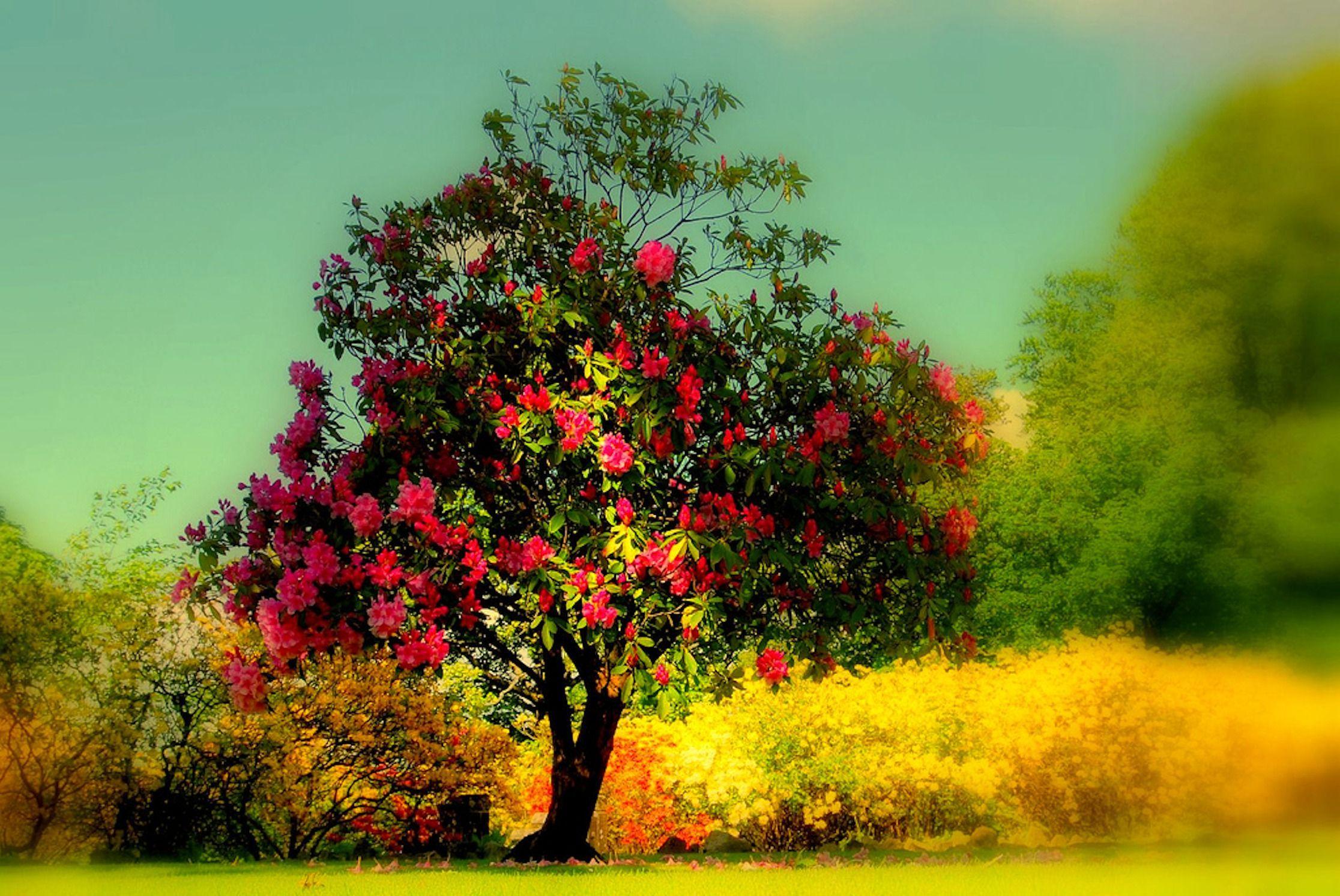 Tree Wallpapers - Top Free Tree Backgrounds - WallpaperAccess