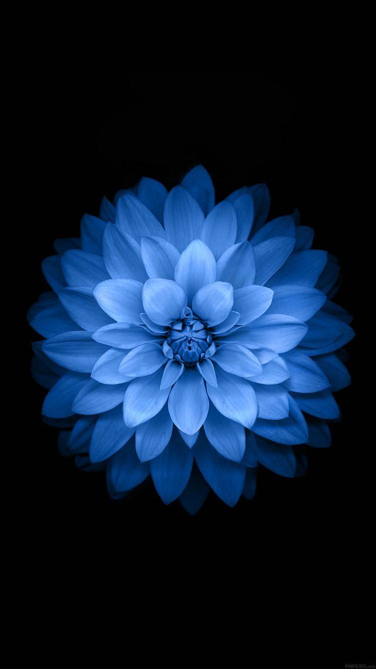 750x1334 Wallpaper Apple Blue Lotus Iphone6 Plus Ios8 Flower Wallpaper