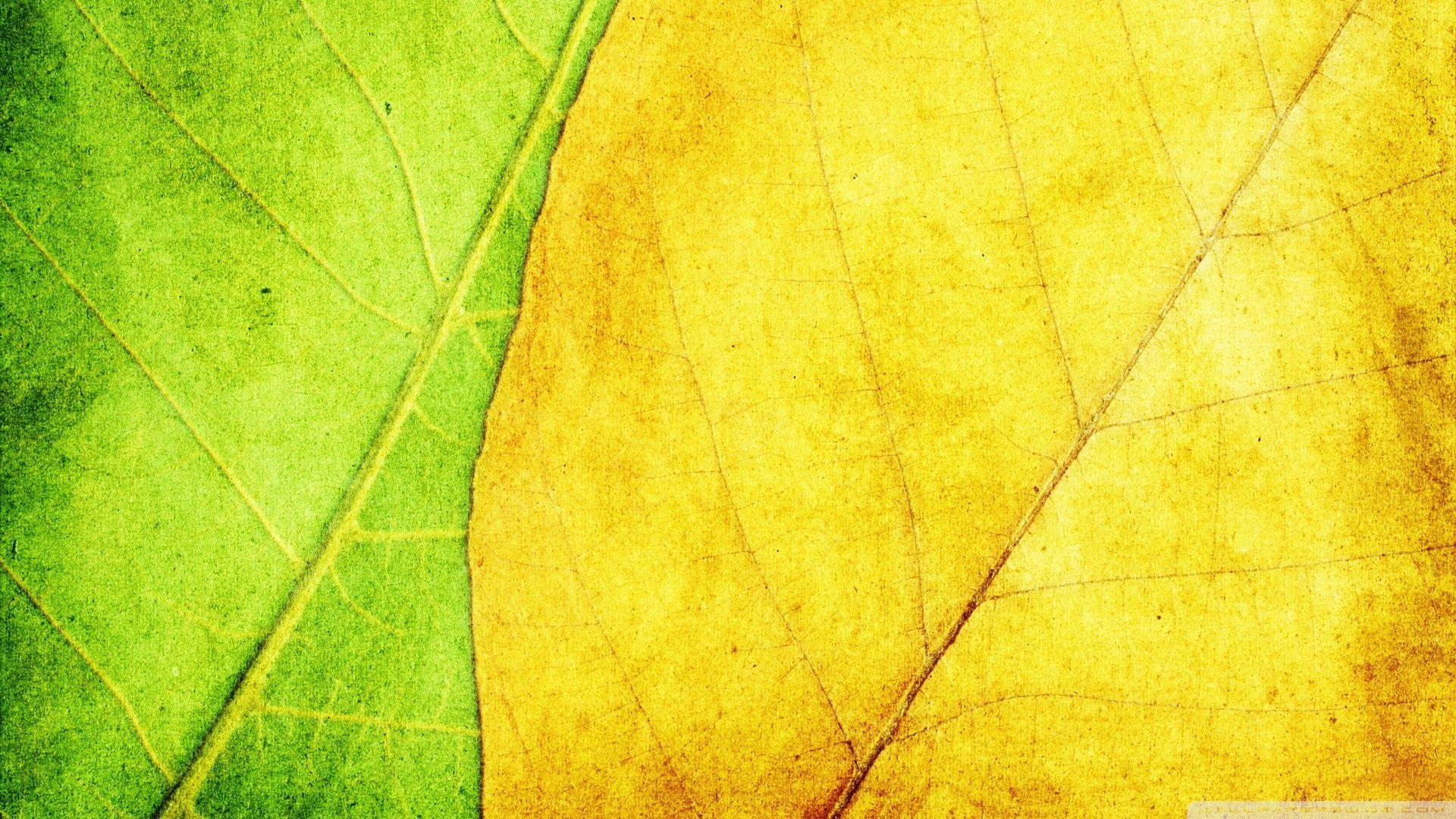 1920x1080 Green And Yellow Leaves Texture Ultra HD Desktop Background