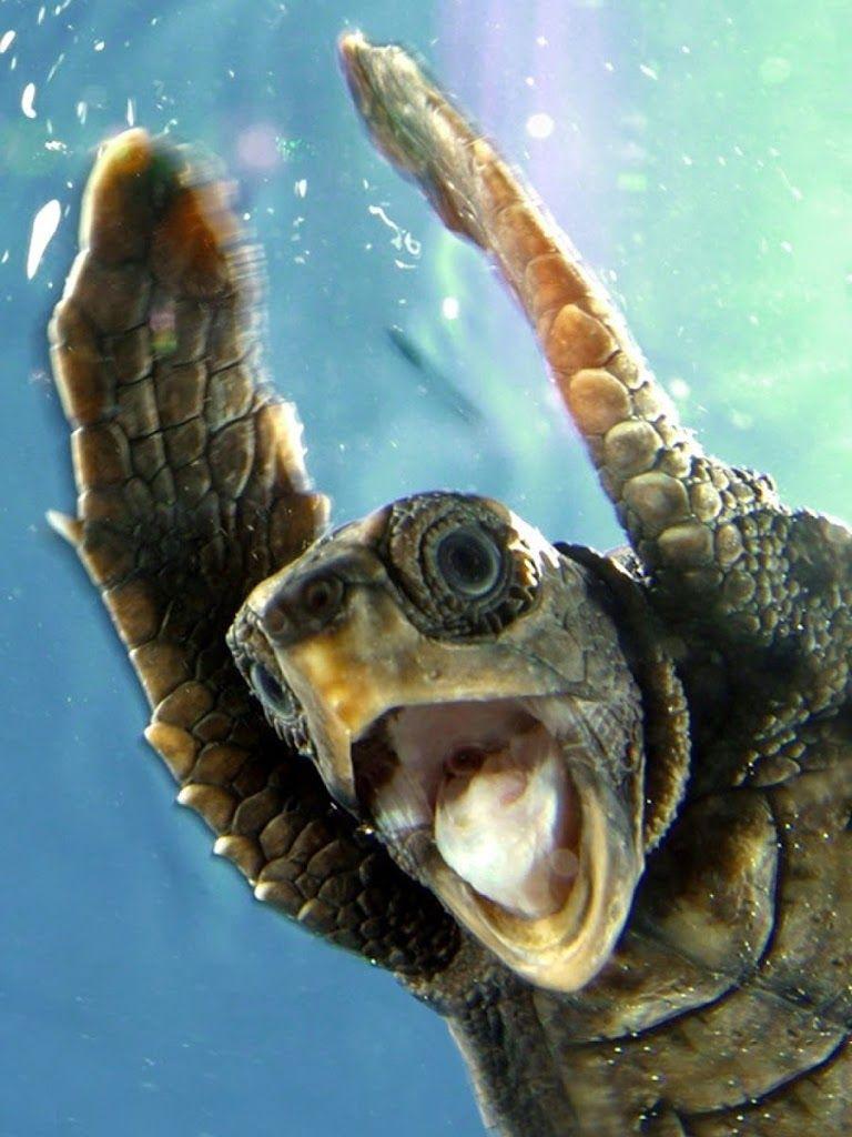 768x1024 Galaxy Note HD Wallpaper: Funny Turtle Galaxy Note HD Wallpaper