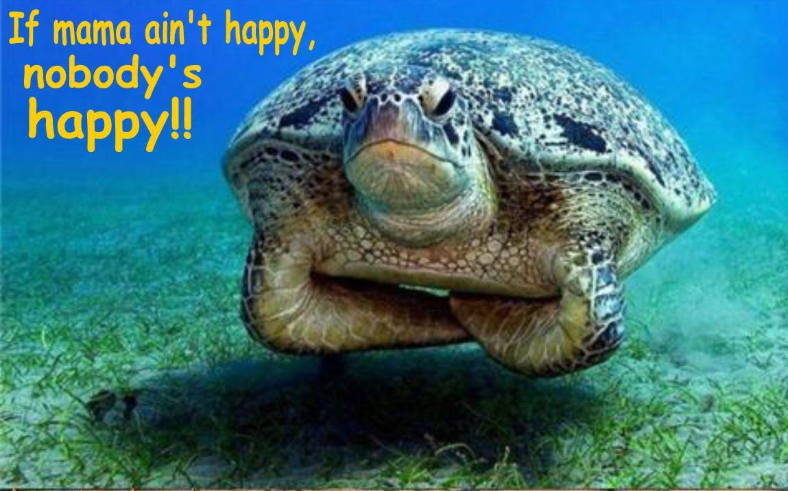 Funny Turtle Wallpapers Top Free Funny Turtle Backgrounds Wallpaperaccess 0454