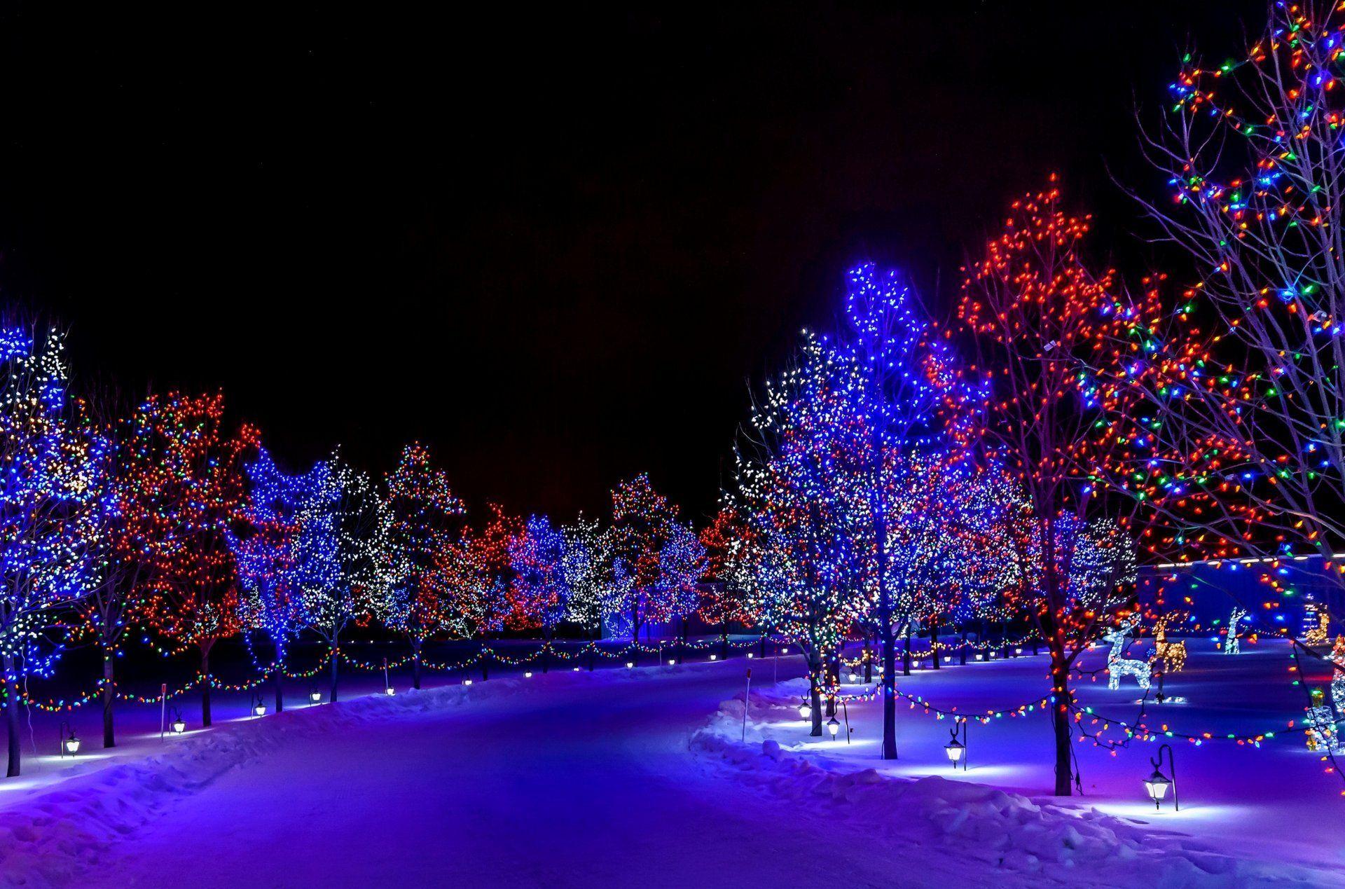 1920x1269 O Christmas Tree The Frustrated Gardener Hawaii After Dark Lynne