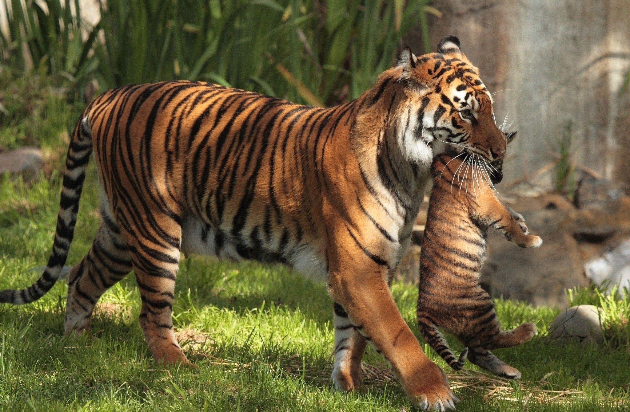 2048x1341 animals, tigers, baby animals, motherhood wallpaper