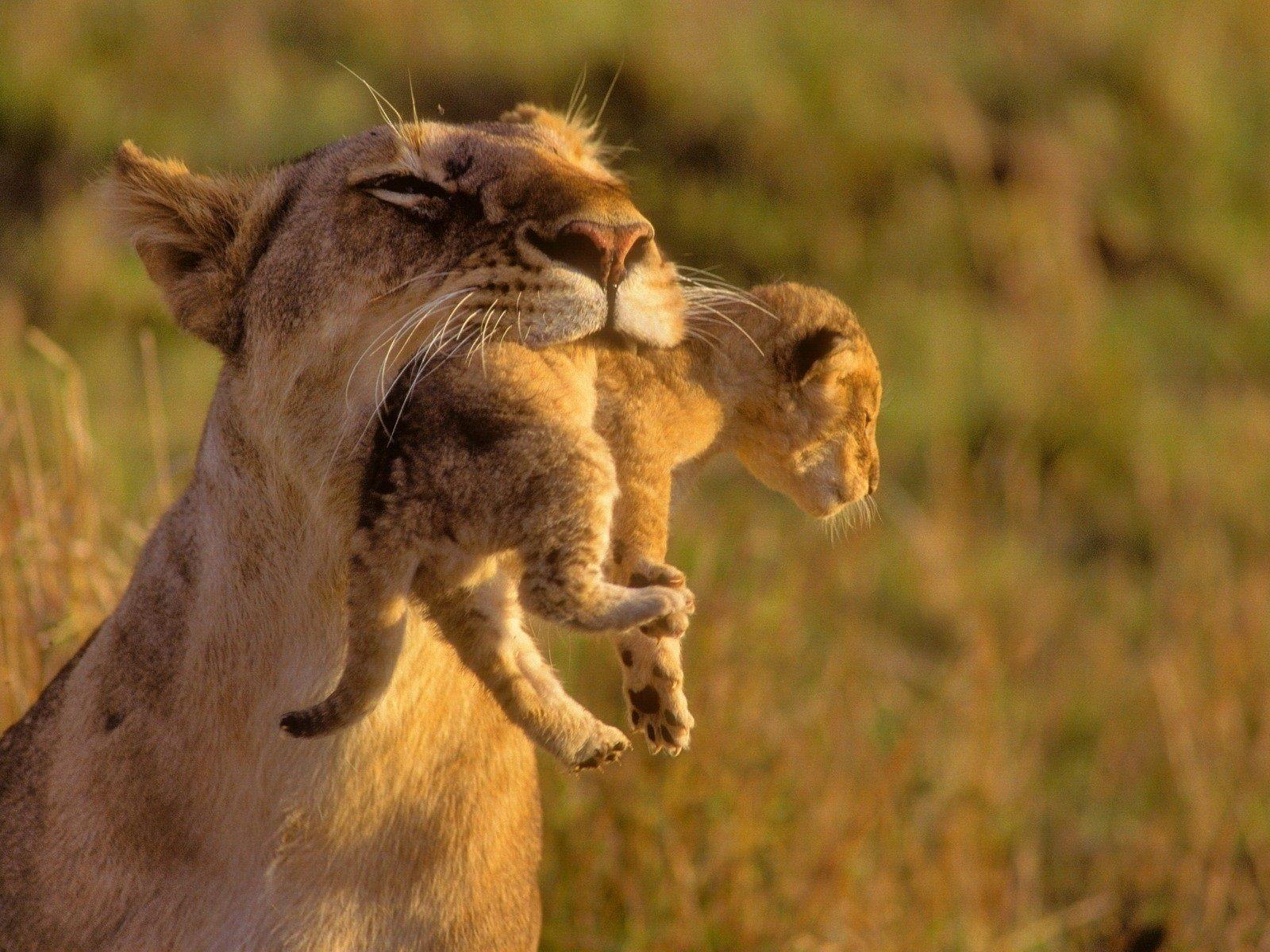 1600x1200 Wallpaper Lion motherhood catch cub 1920x1200 HD Picture, Image