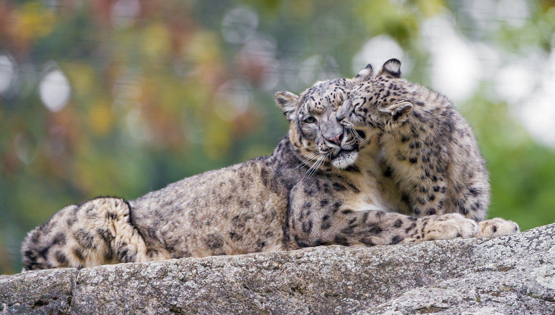1921x1091 Snow leopard wild cat predator couple family mother cub motherhood kindness caring game zoo wallpaperx1091