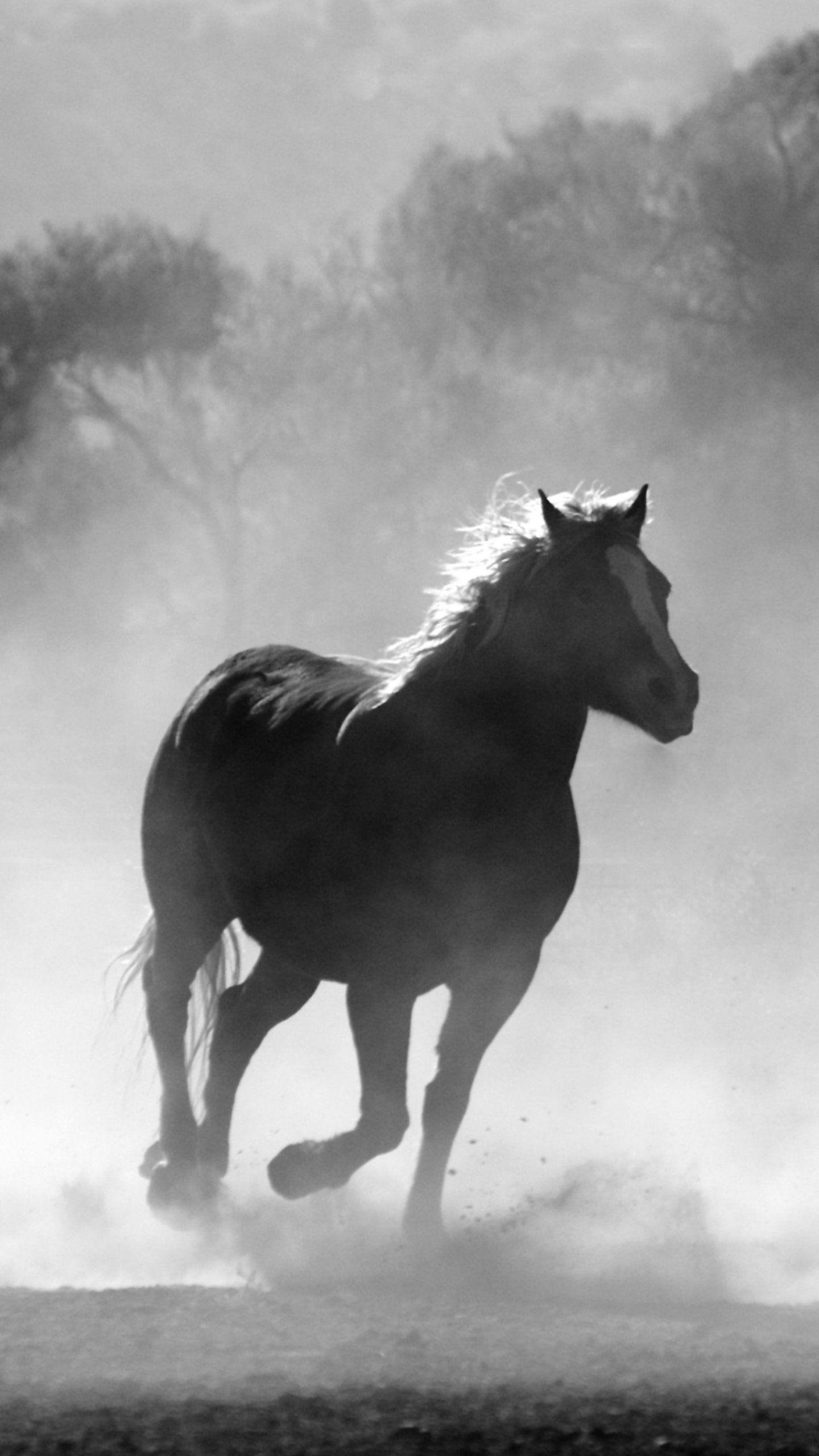 Beautiful Horse iPhone Wallpapers Top Free Beautiful Horse iPhone