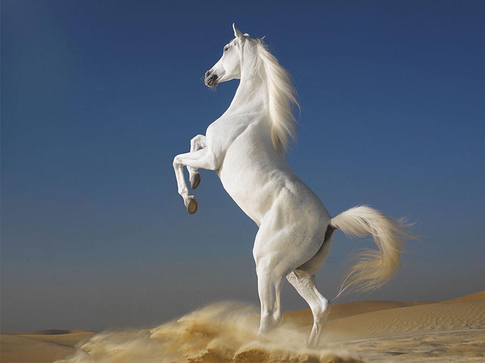 white flying horse wallpaper hd