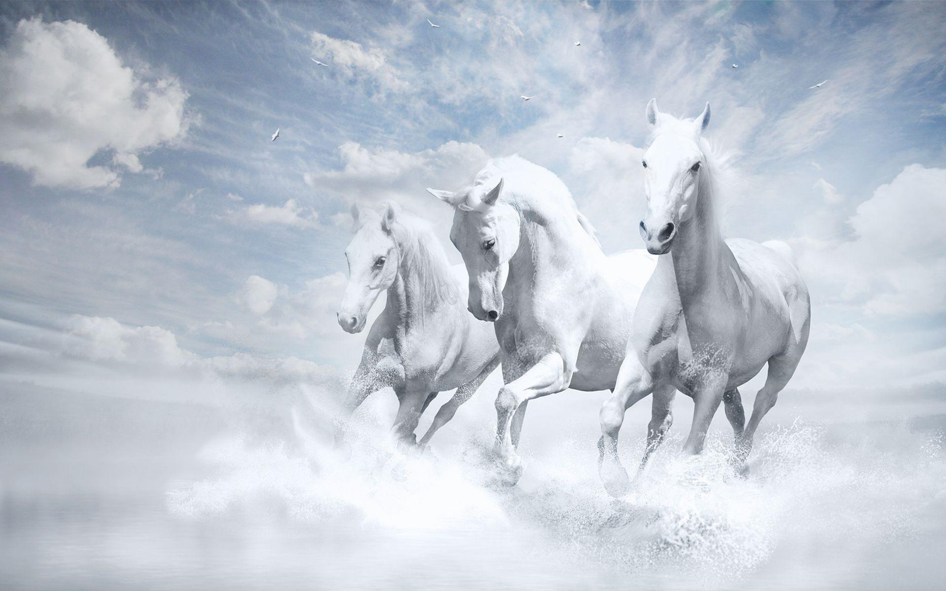1920x1200 Free download White Horses Wallpaper HD Wallpaper 1920x1200