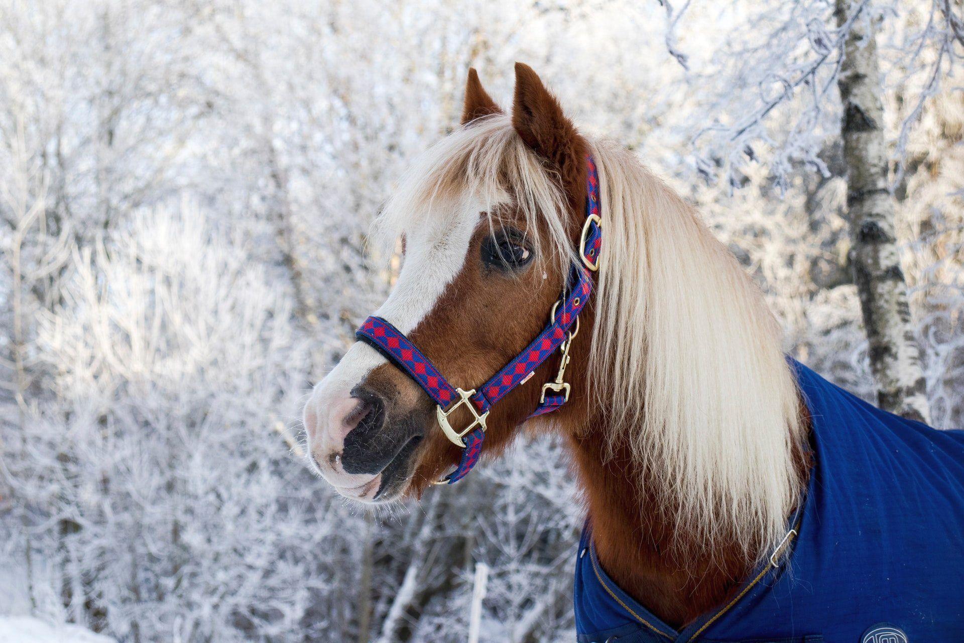 1920x1280 Cute Horse Winter HD Wallpaper .