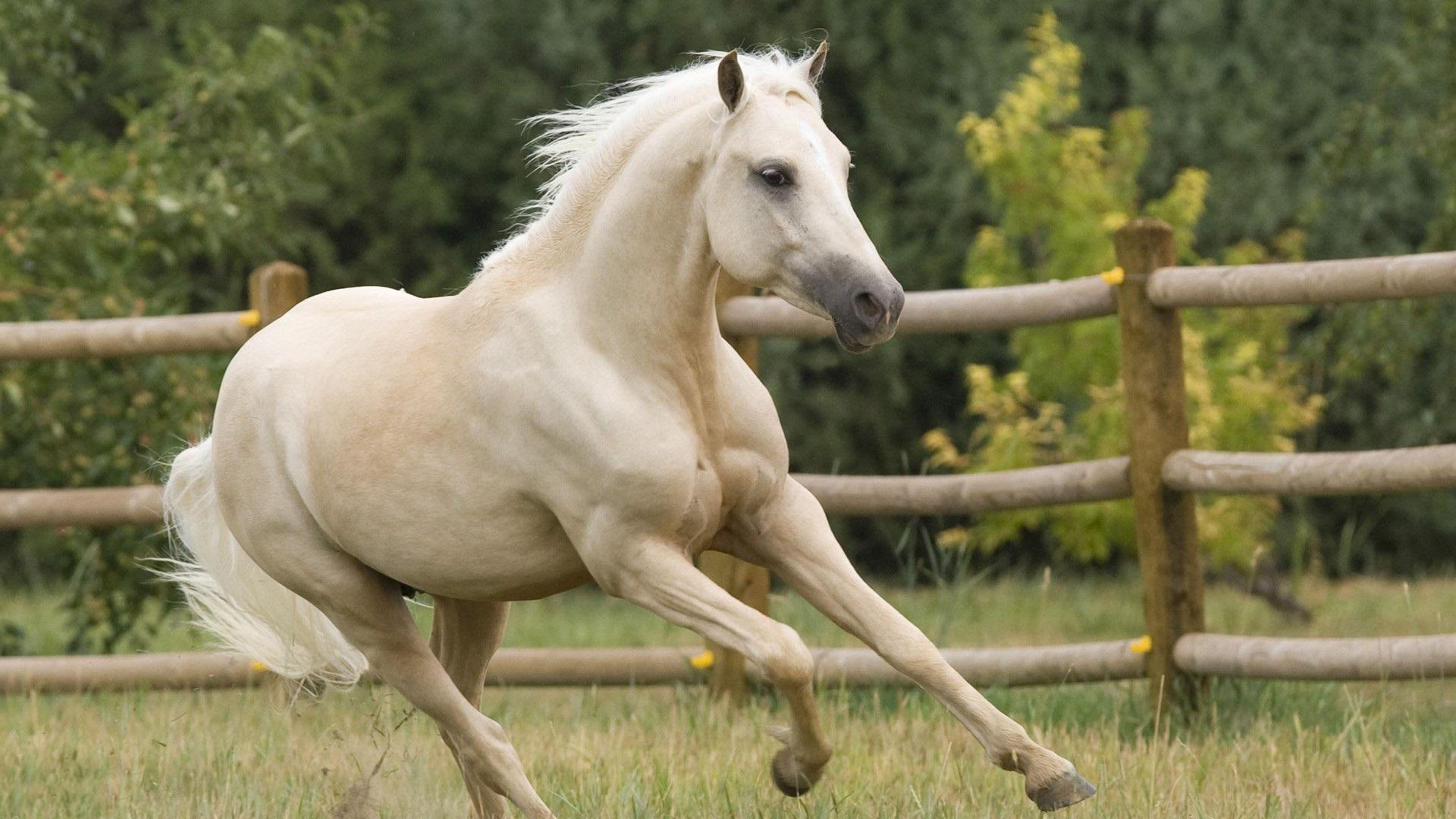 3840x2160 Beautiful White Horse Grass Fence HD Wallpaper :
