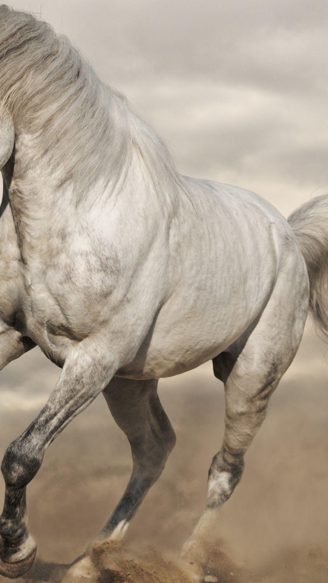1080x1920 White Horse phone HD Wallpaper, Image, Background, Photo and Picture. Mocah HD Wallpaper