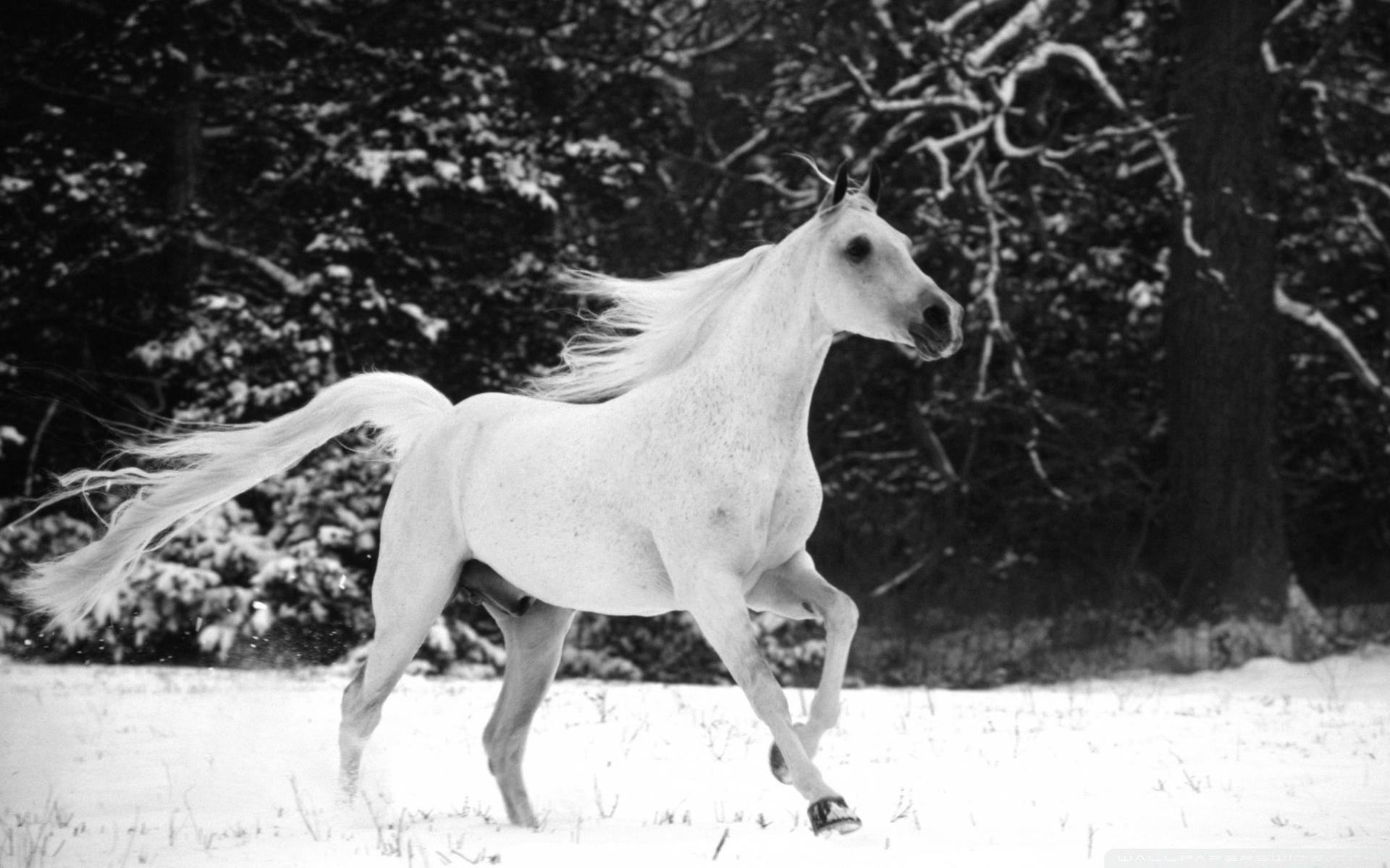 1920x1200 White Horse Running In Snow Ultra HD Desktop Background Wallpaper