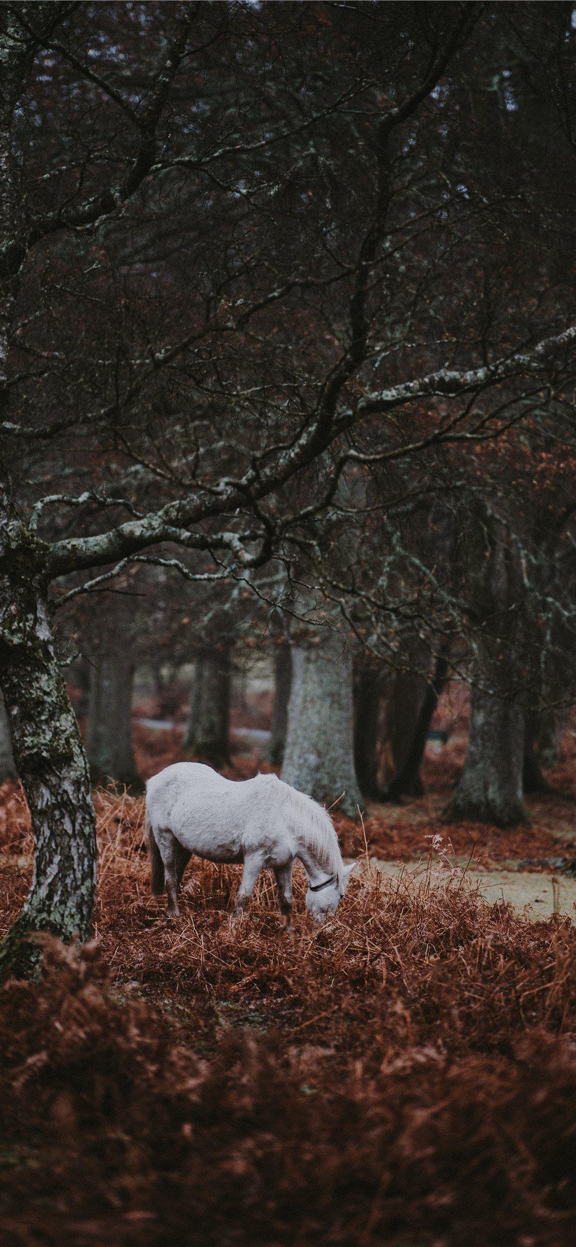 1125x2436 New Forest Pony iPhone X Wallpaper Free Download