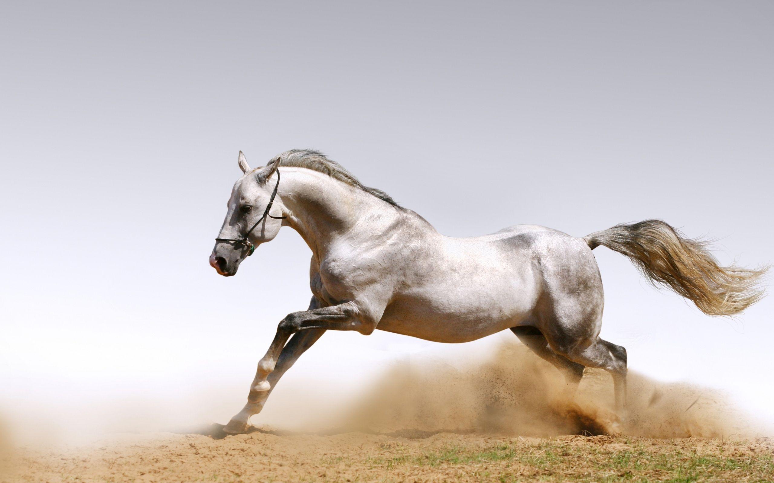 2560x1600 White Horse HD Wallpaper