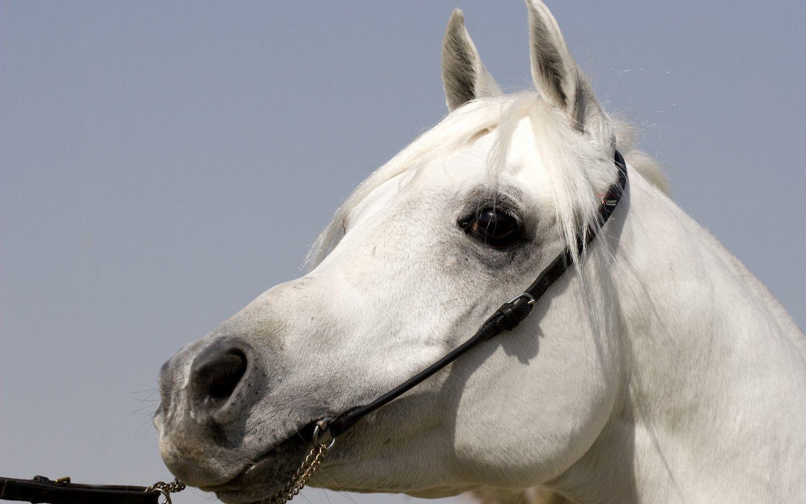 1600x1000 Portrait picture of a white horse. HD Animals Wallpaper
