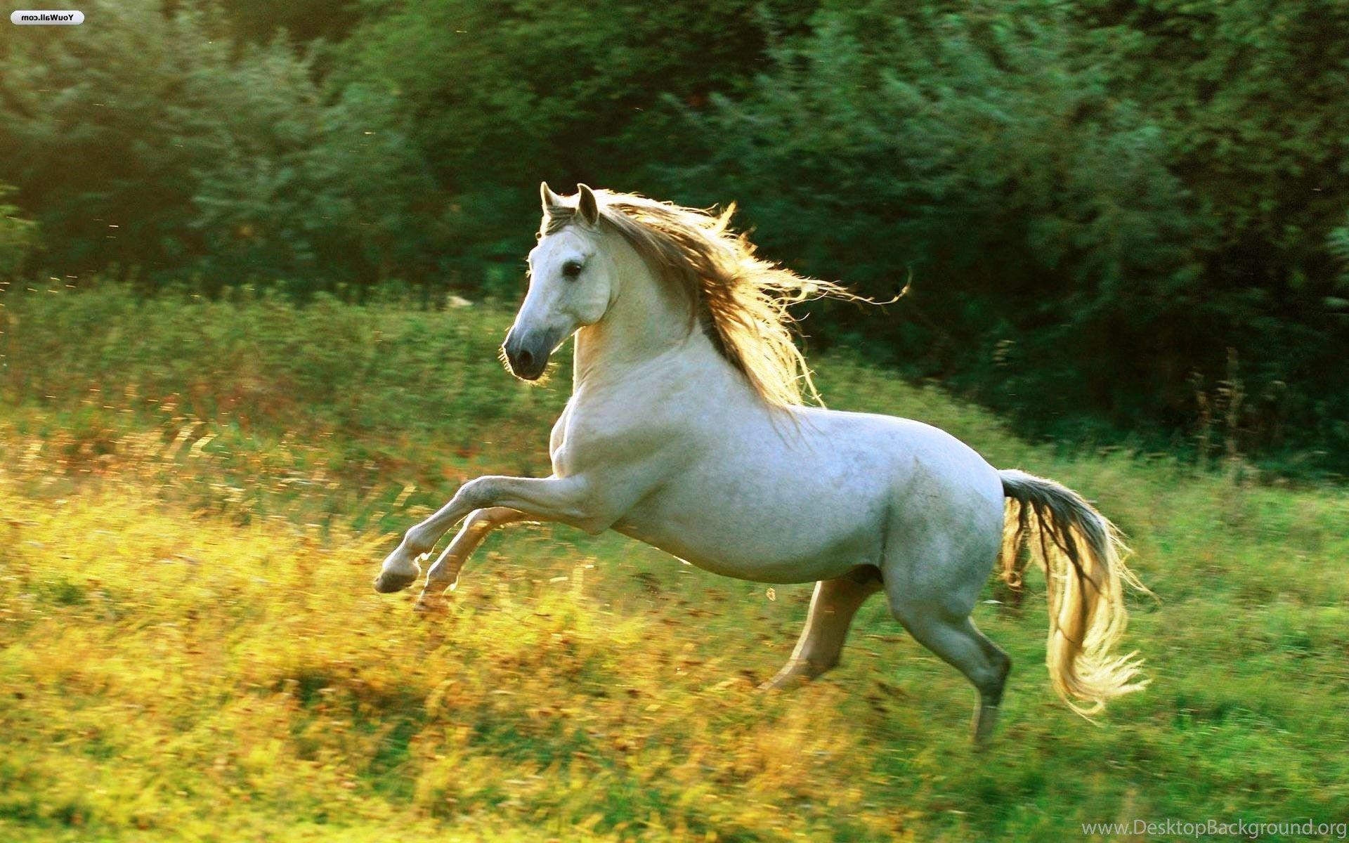 1920x1200 White Horse Running, 1920x1200 HD Wallpaper And FREE