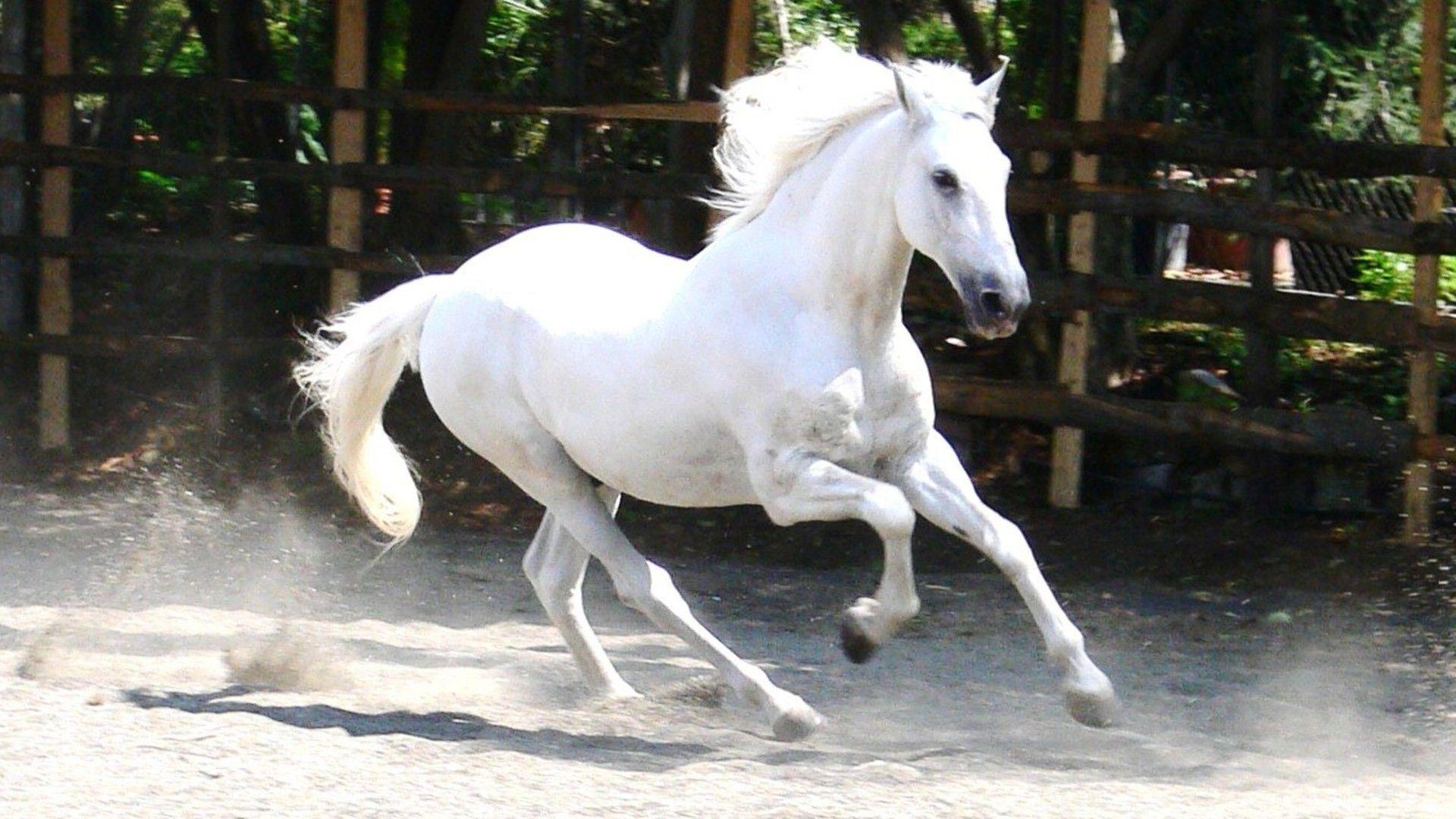 1920x1080 White Horses wallpaperx1080