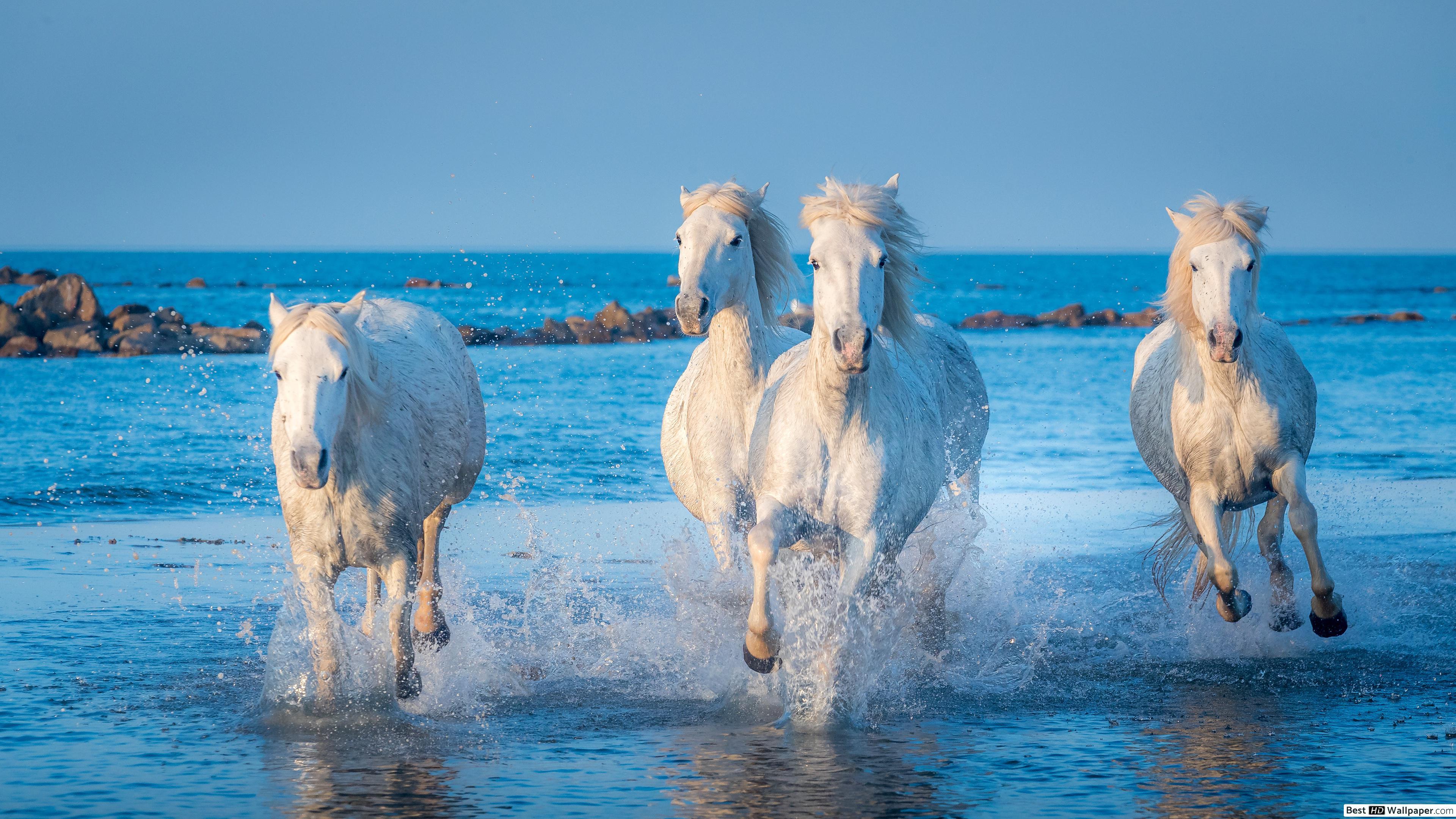 3840x2160 Running White Horses HD wallpaper download