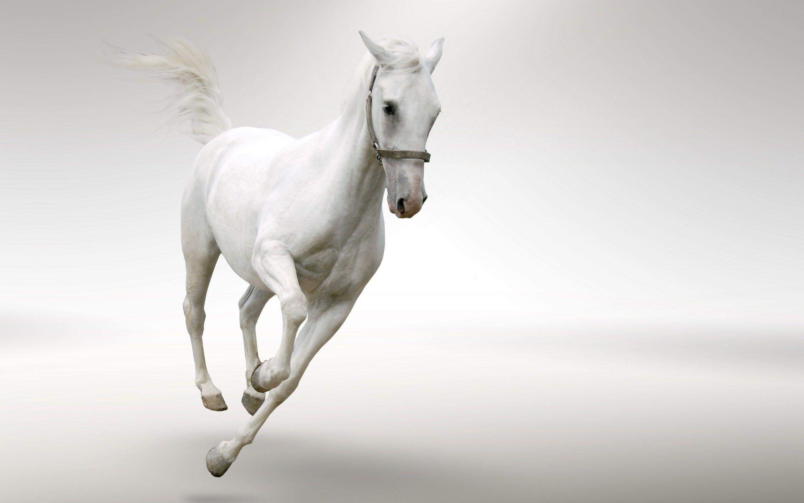 2560x1600 Download 2560x1600 White horse Wallpaper