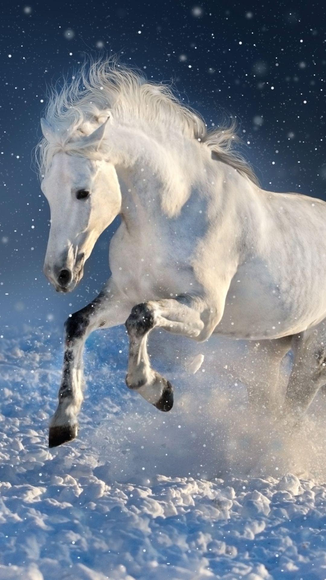 1080x1920 White horse, run, mammal, portrait,. Horses, Mammals, White horse