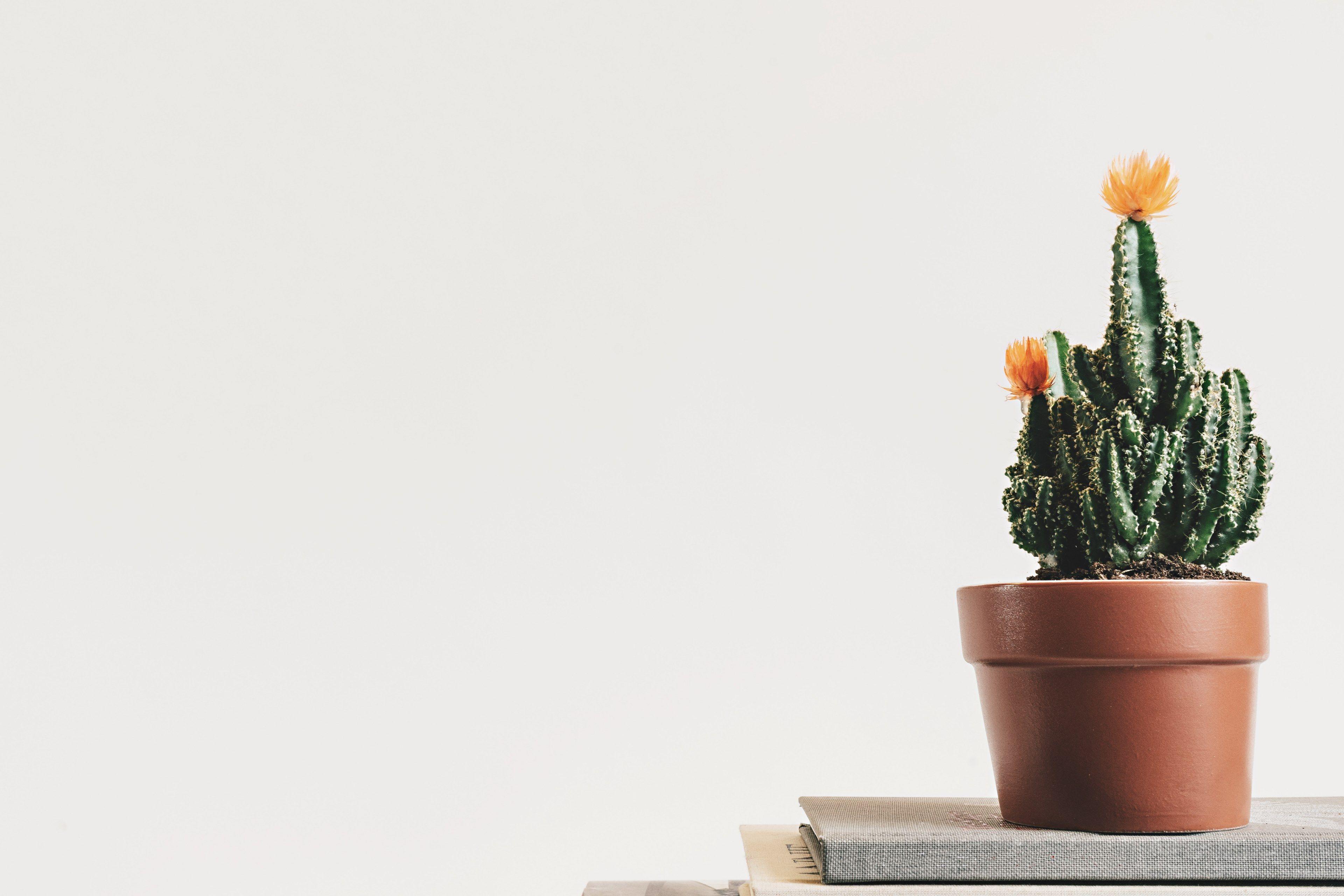 3840x2560 Wallpaper / cactus pot minimal and book HD 4k wallpaper