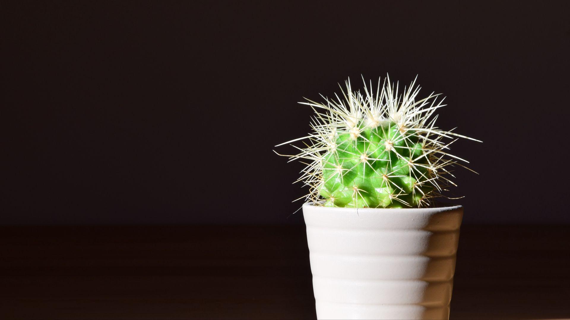 1920x1080 Cactus Wallpaper