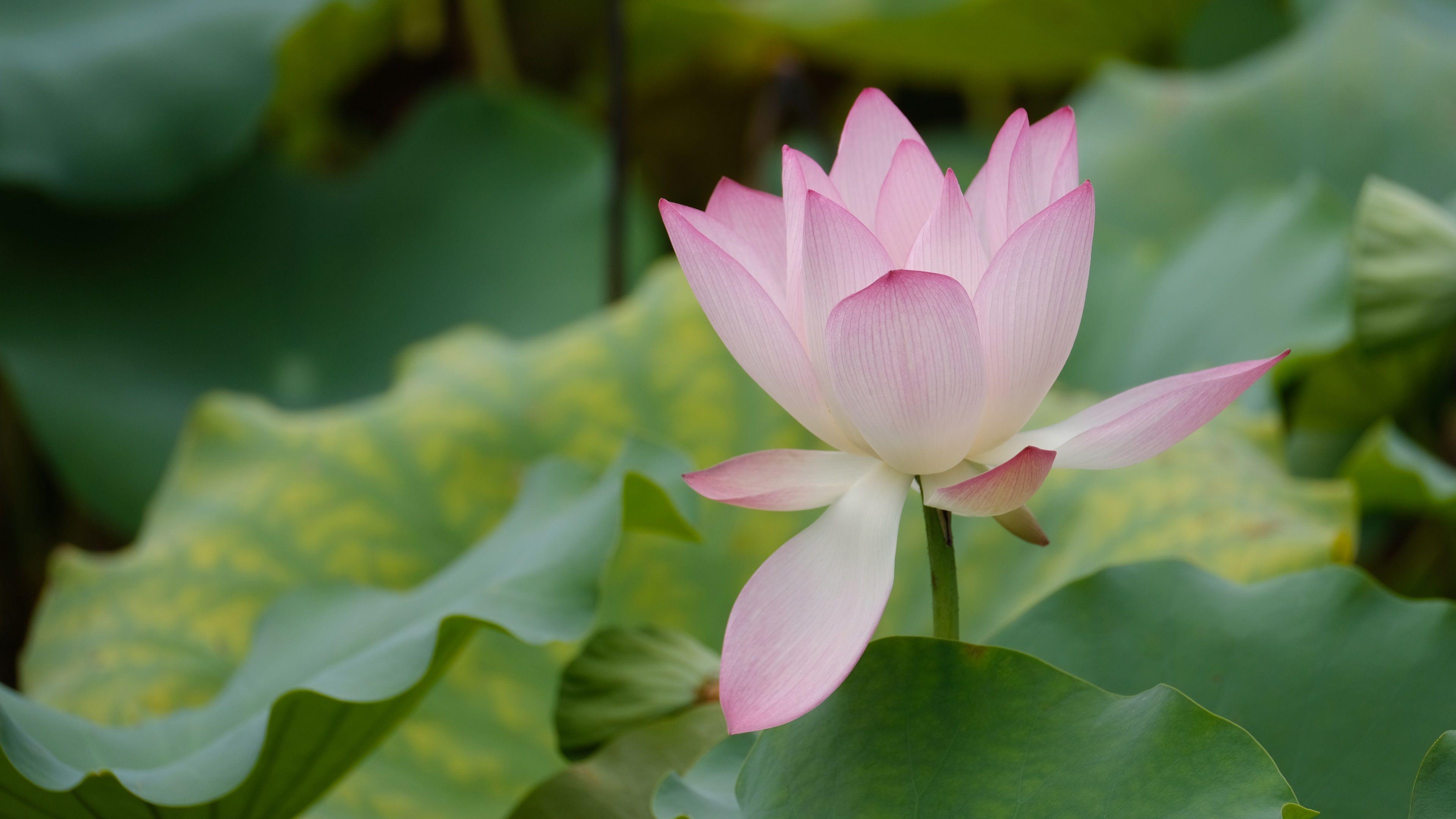3840x2160 Wallpaper Summer pink lotus flower, green leaves 3840x2160 UHD 4K