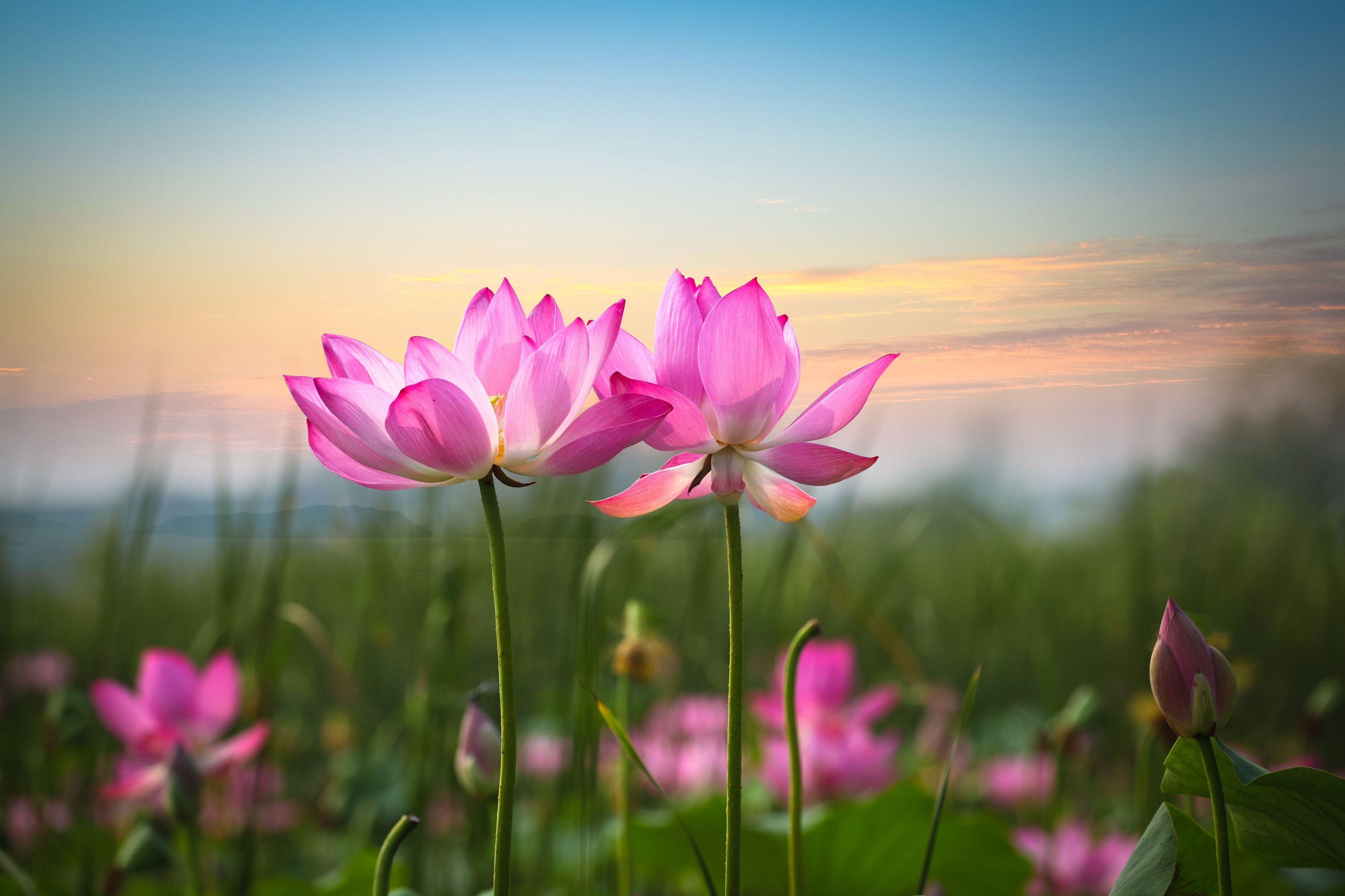 3000x2000 #Pink flowers, #Lotus flowers. Mocah.org HD Wallpaper