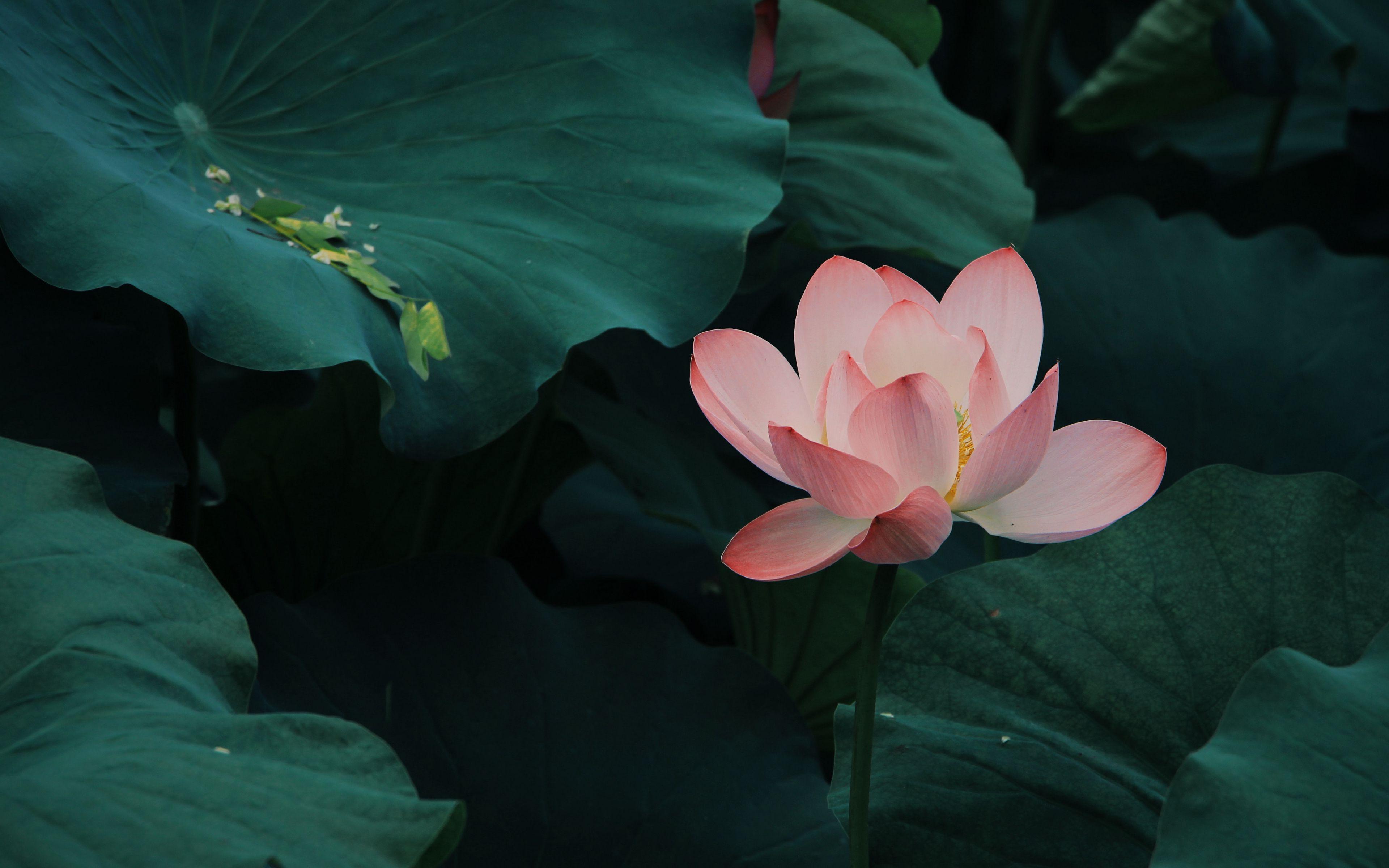 Pink Lotus 4K Wallpapers Top Free Pink Lotus 4K Backgrounds — free download