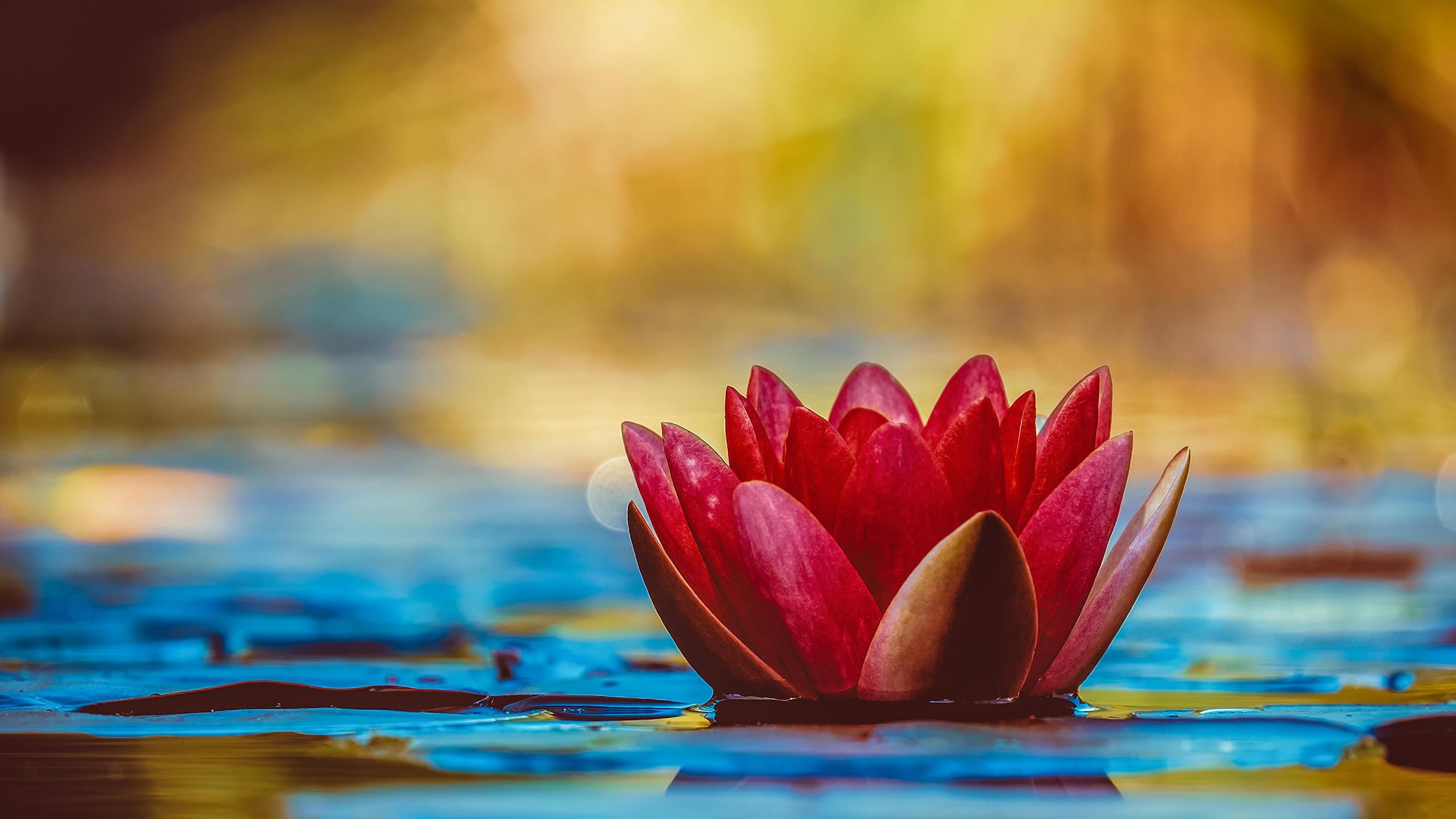3840x2160 Lotus 4K wallpaper for your desktop or mobile screen free