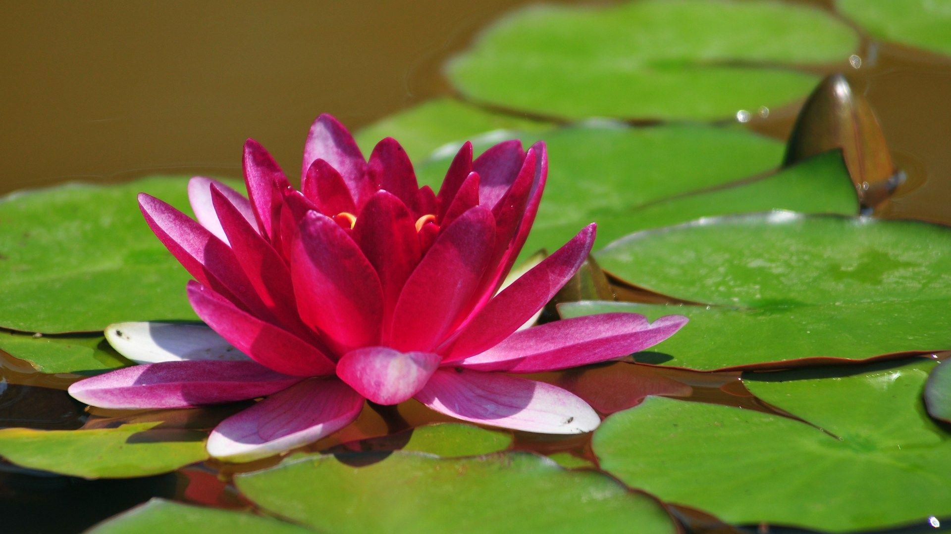 1920x1080 Free download Pink Lotus Flower HD wallpaper Pink Lotus Flower
