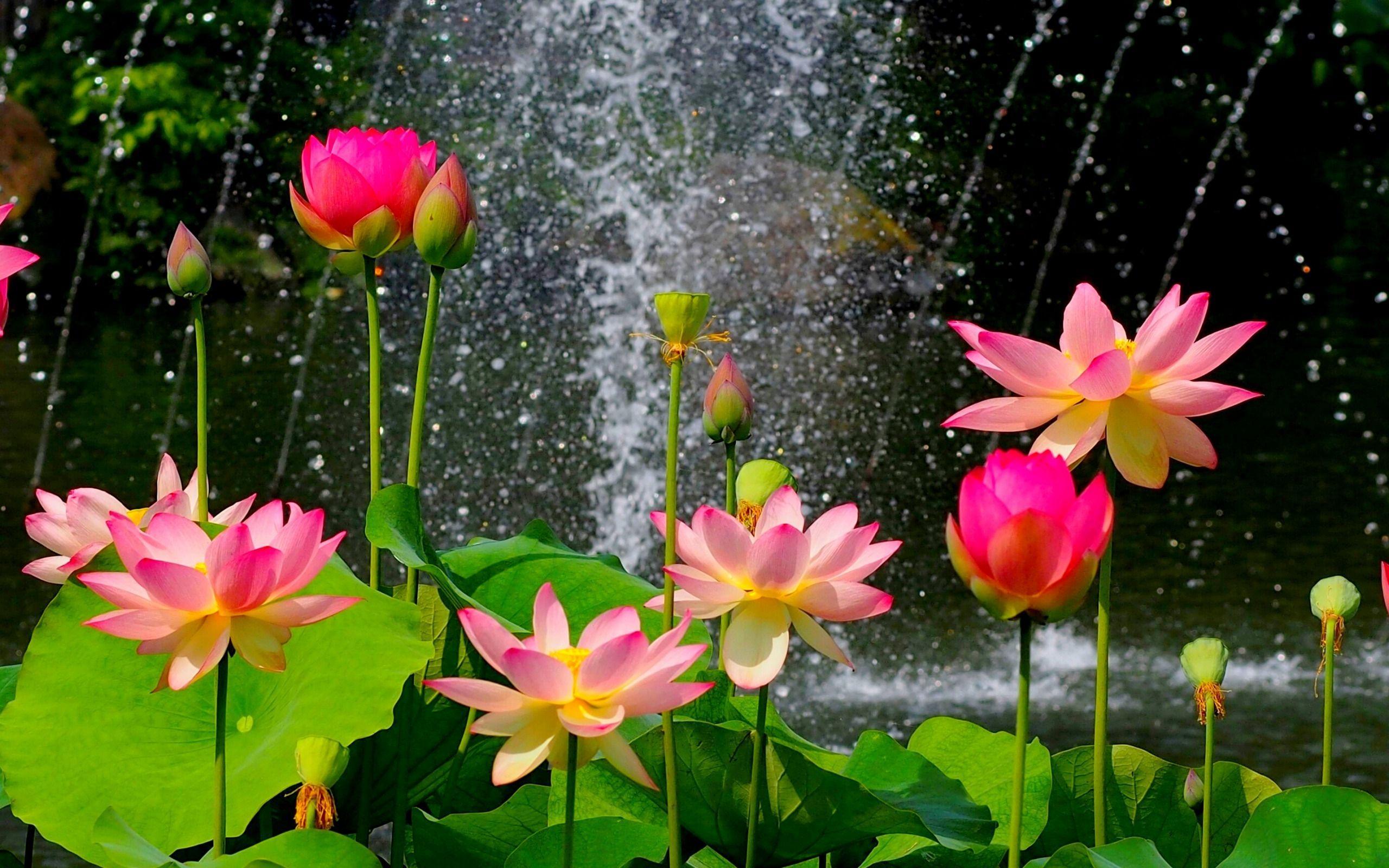 2560x1600 Lotus Flowers Wallpaper