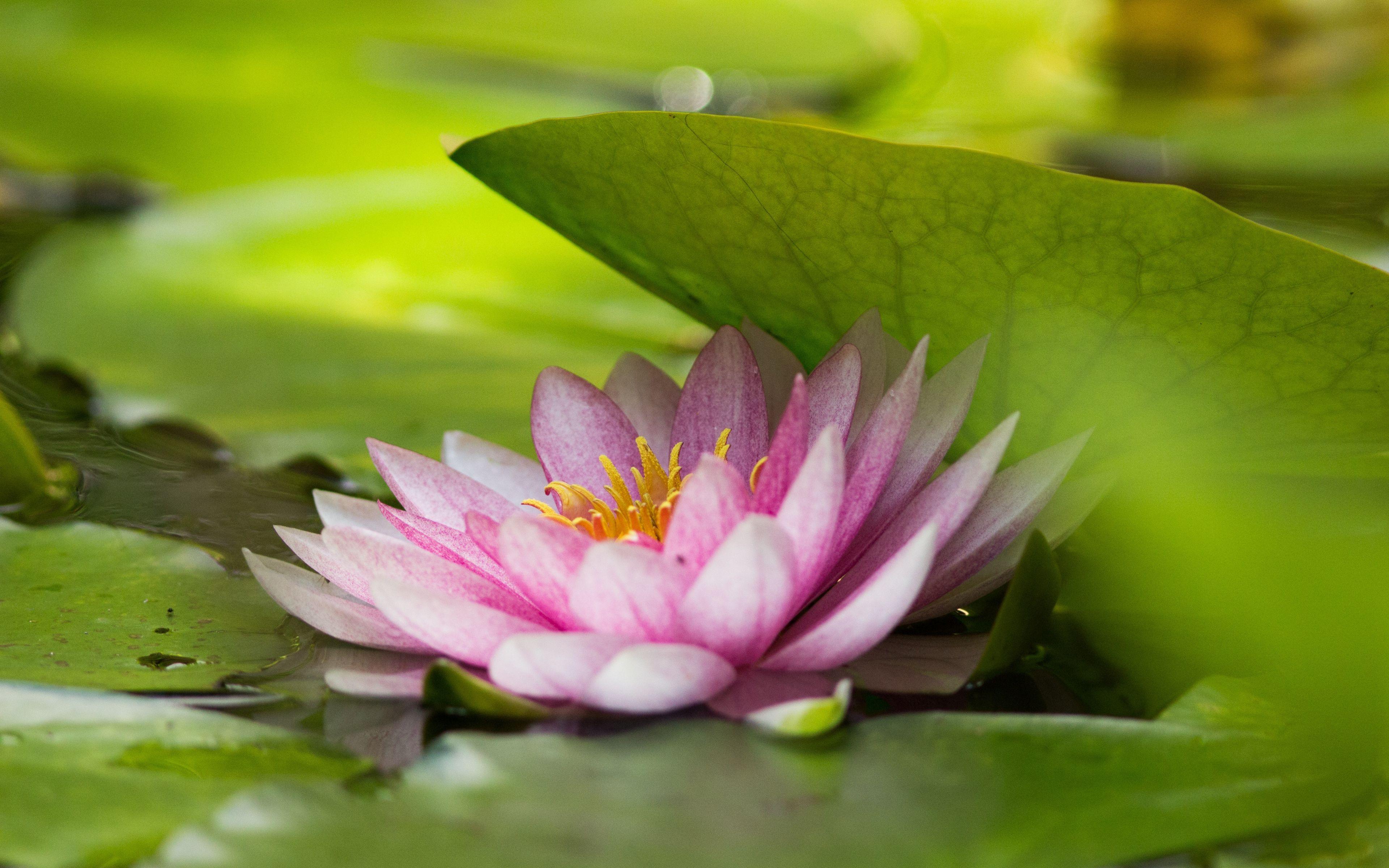 3840x2400 Download Green leaf and pink lotus, flower wallpaper, 3840x 4K Ultra HD 16: Widescreen