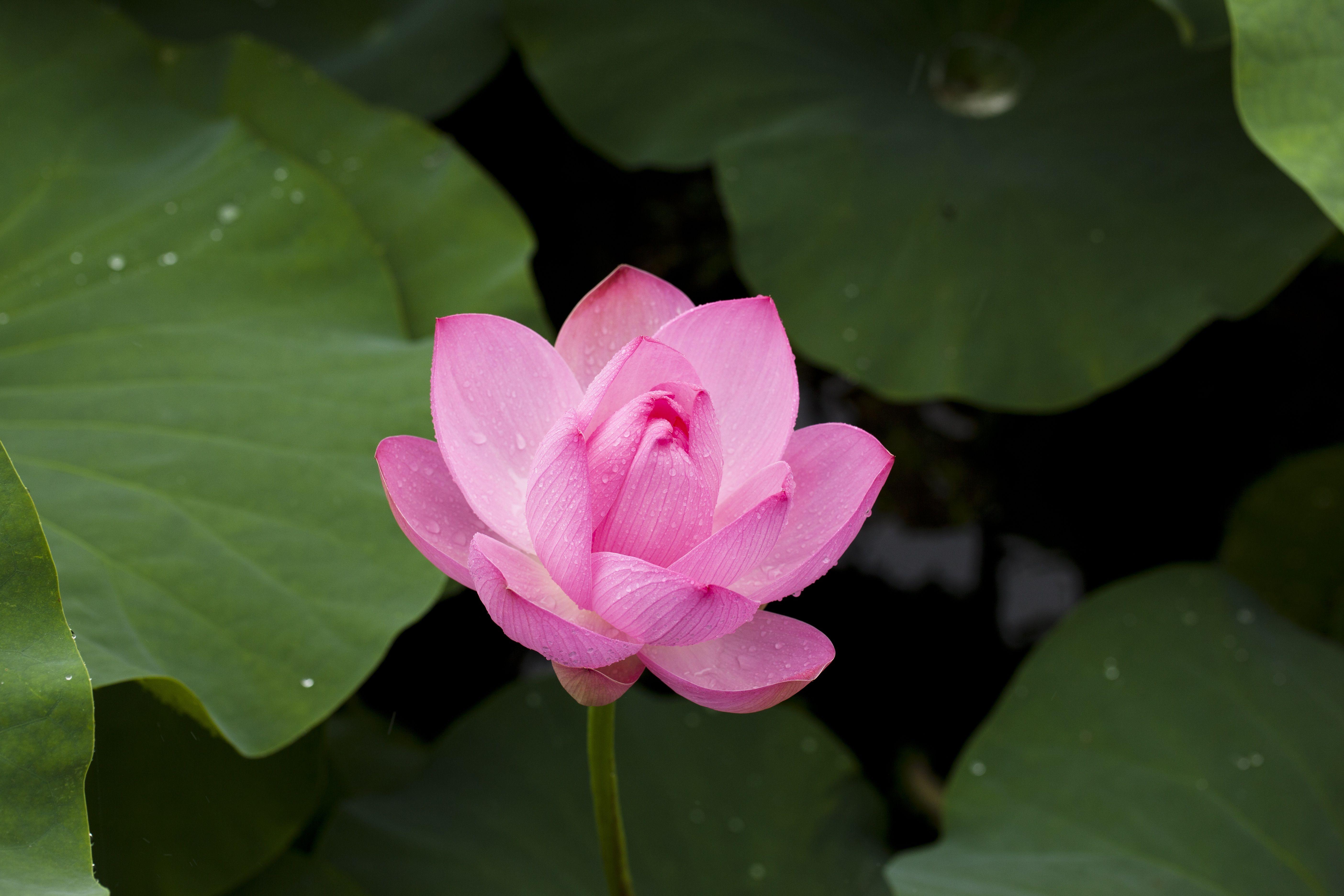5616x3744 Pink Lotus Flower In Bloom Close Up Photography · Free