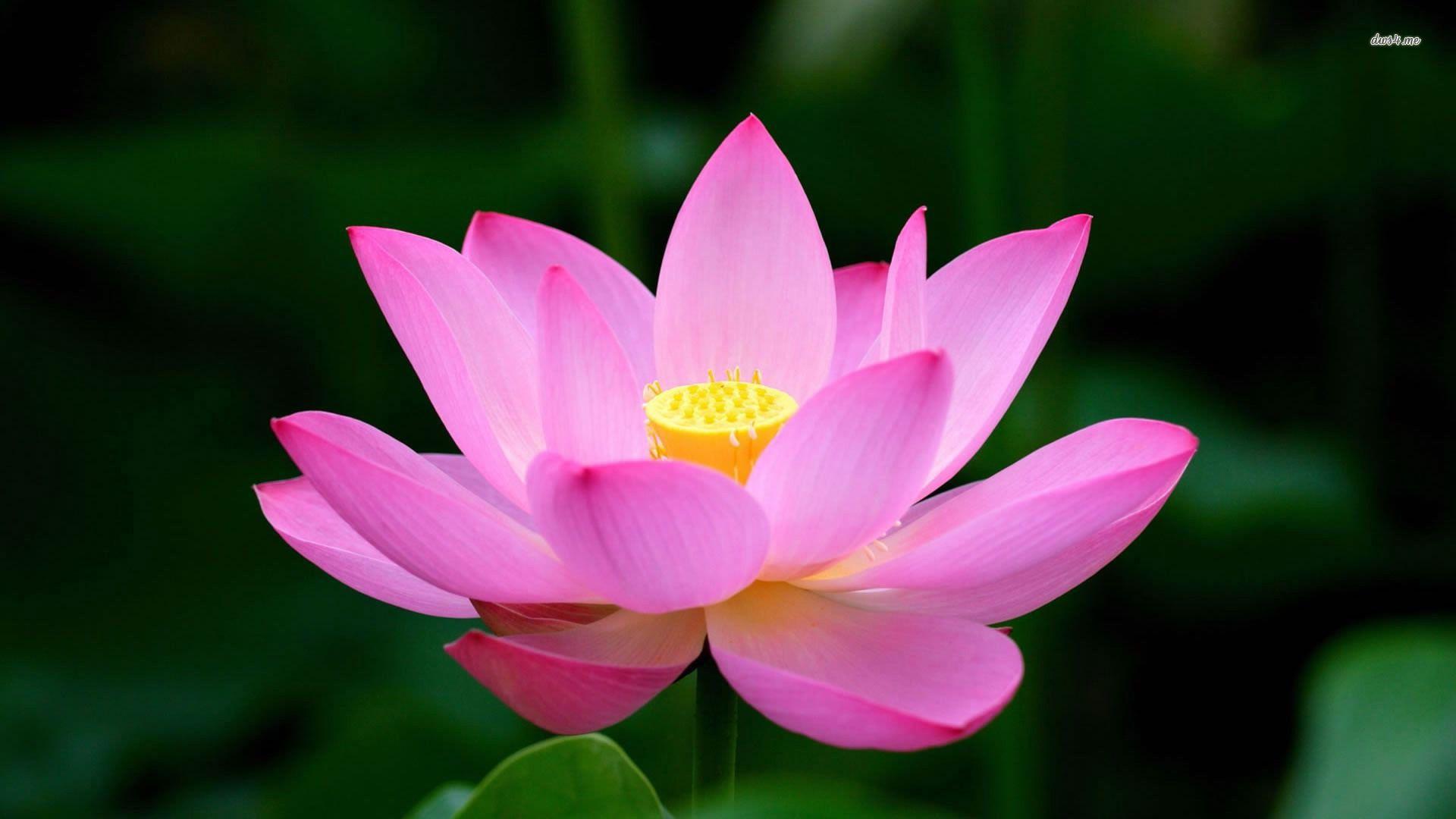 1920x1080 Free download pink lotus flower wallpaper HD wallpaper 1jpg