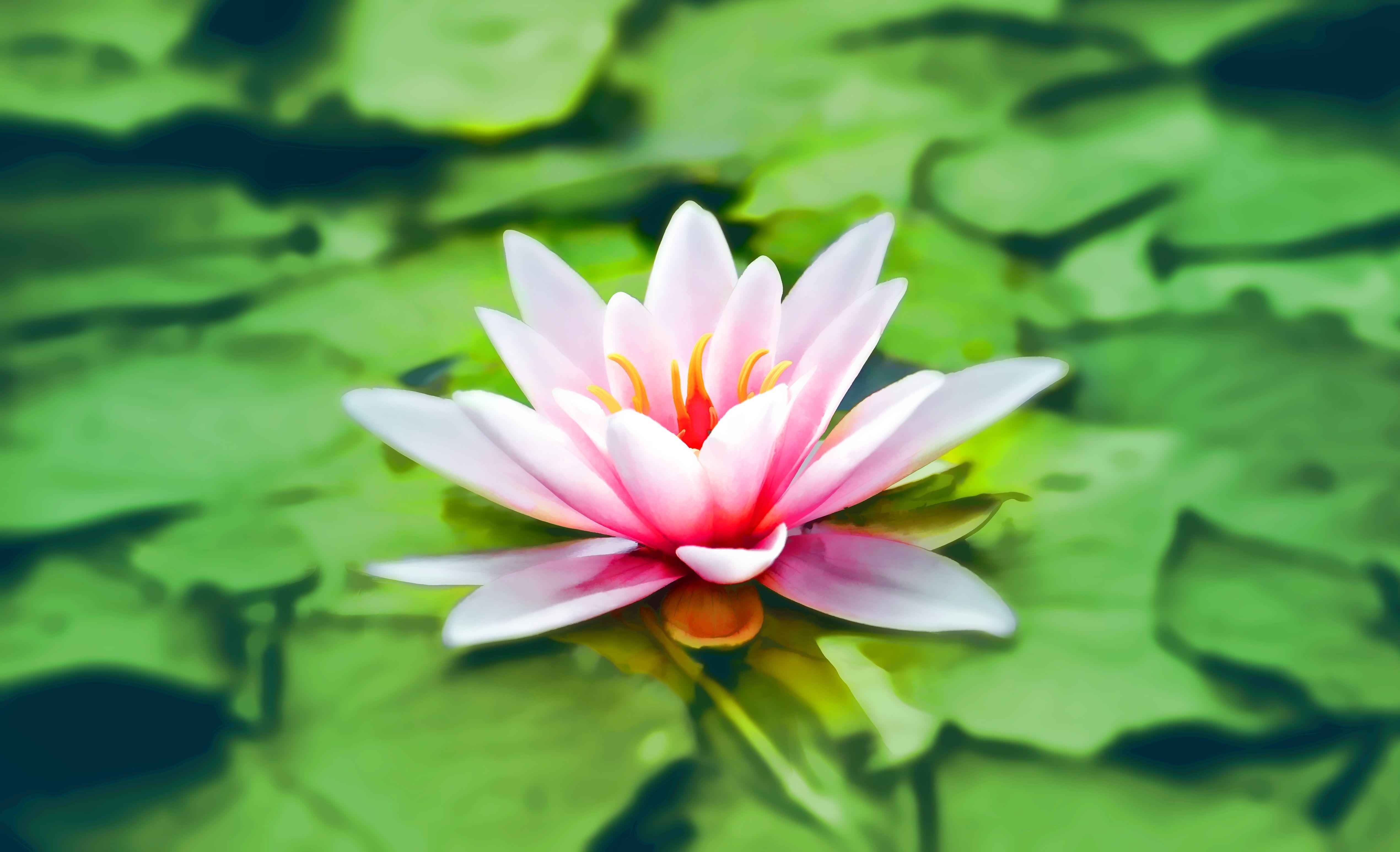5080x3090 Close Up Photography Of Pink Lotus · Free