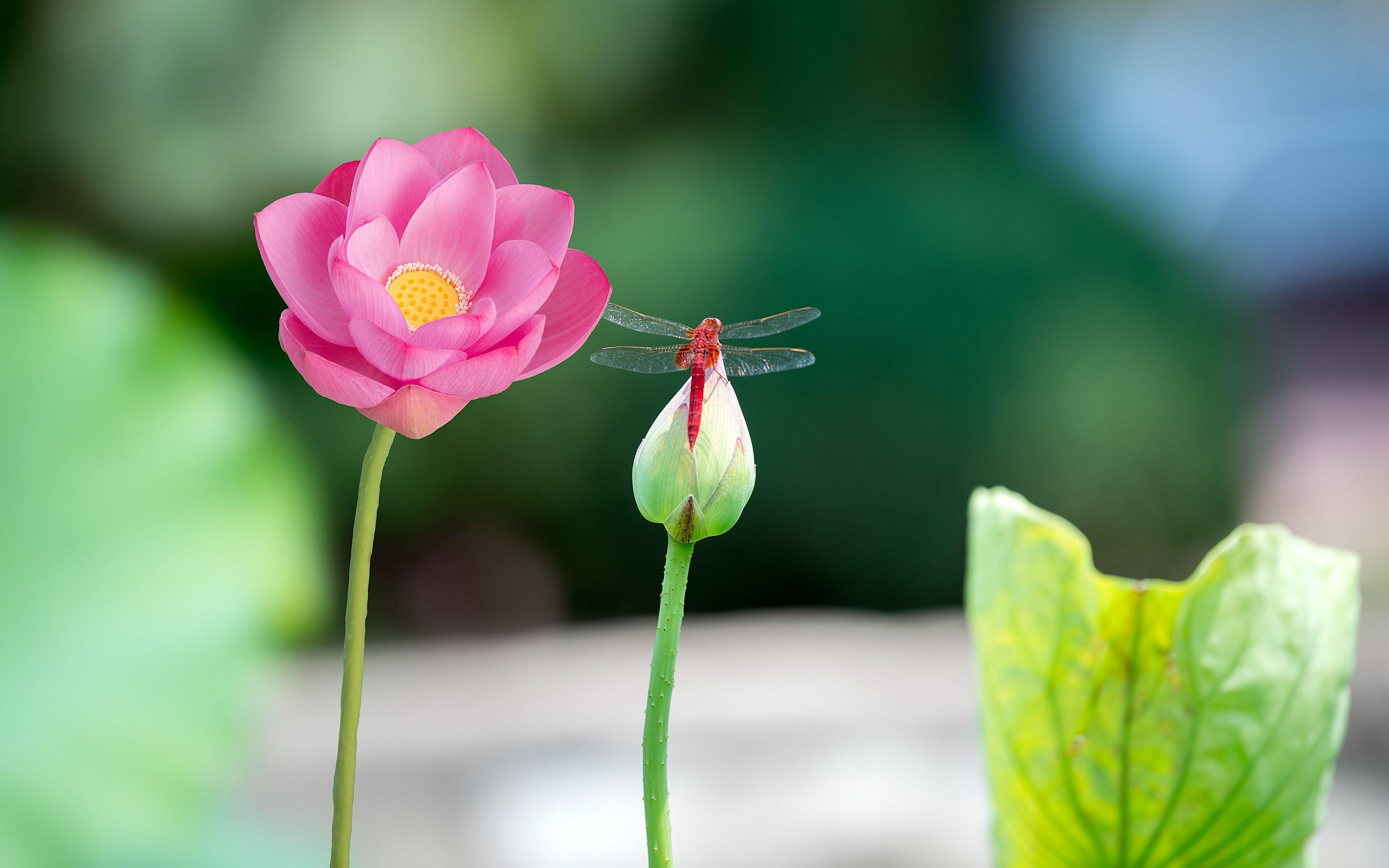 3840x2400 Red Dragonfly on Pink Lotus Photo 4k Wallpaper. Pink lotus
